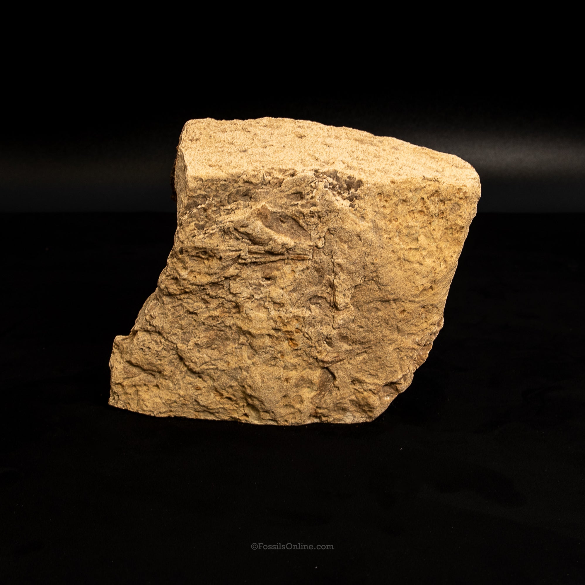 Jurassic Dinosaur Bone in Matrix