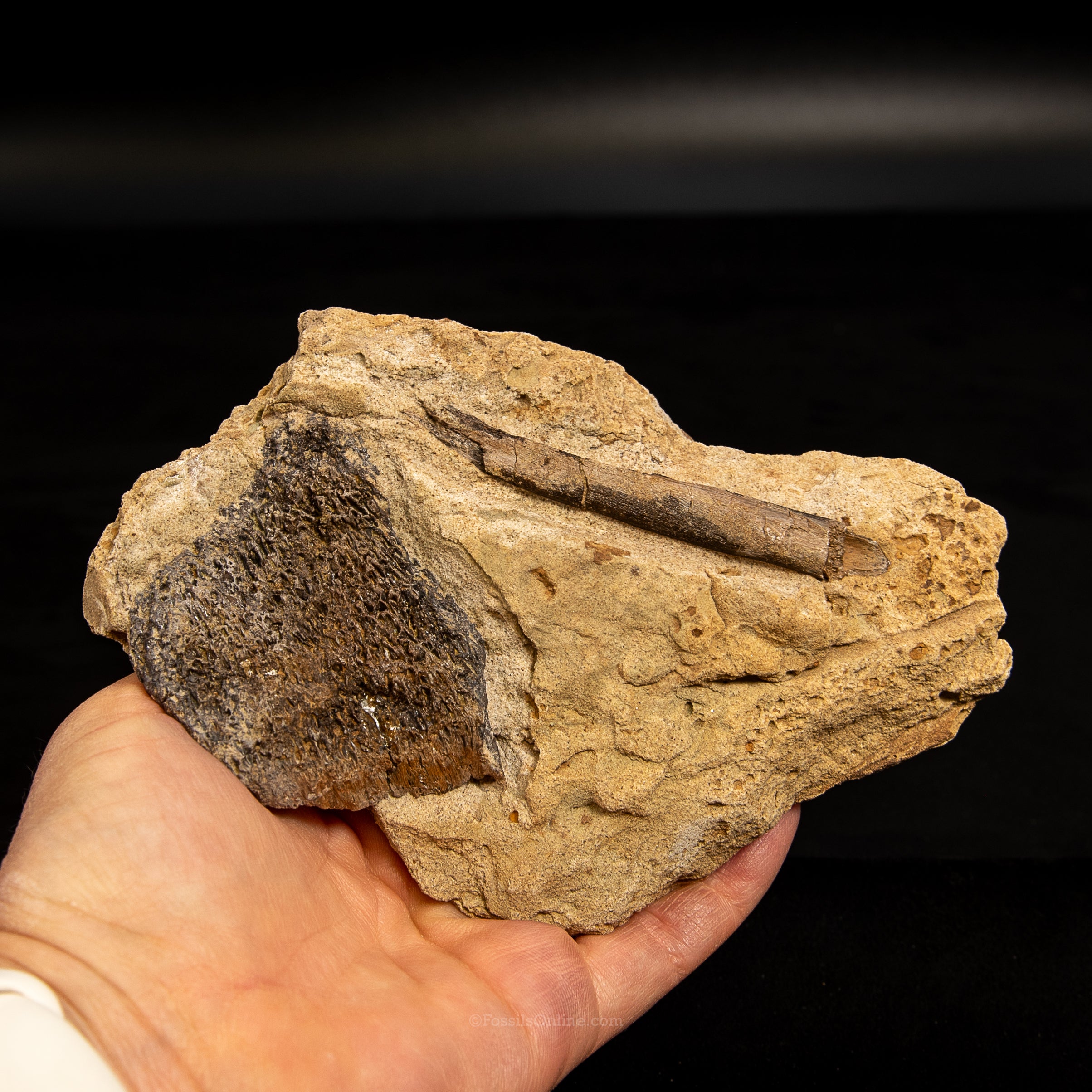 Jurassic Dinosaur Bone in Matrix