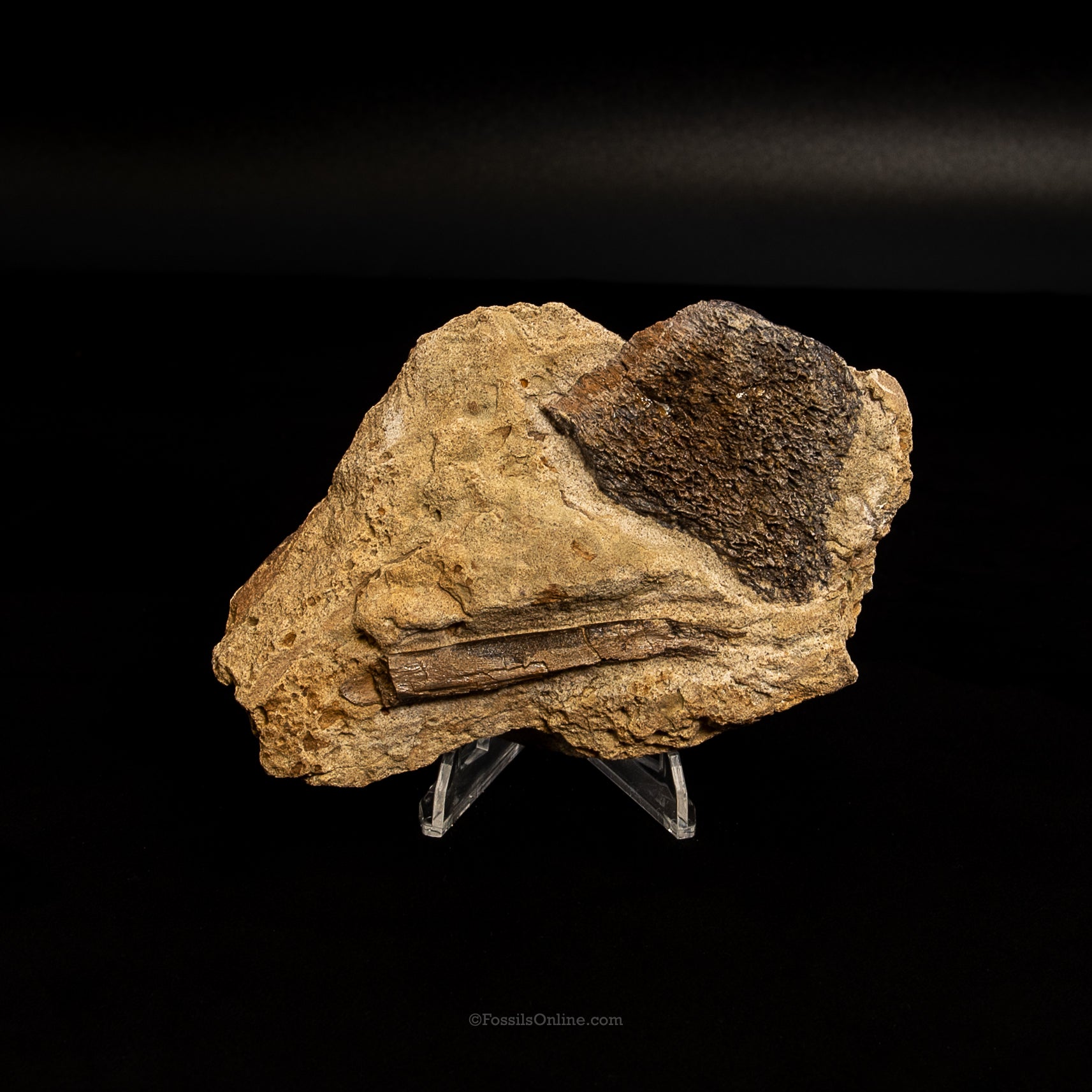 Jurassic Dinosaur Bone in Matrix