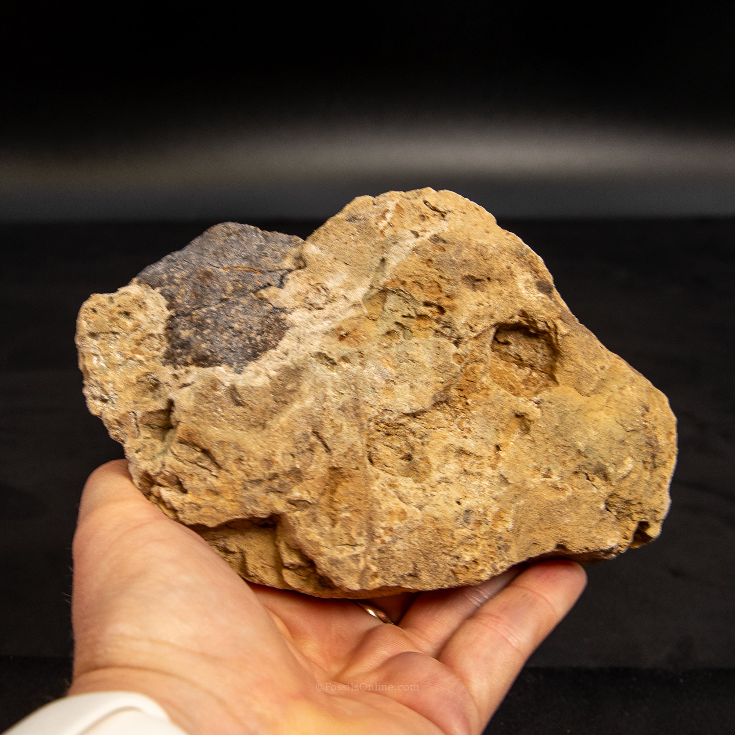 Jurassic Dinosaur Bone in Matrix