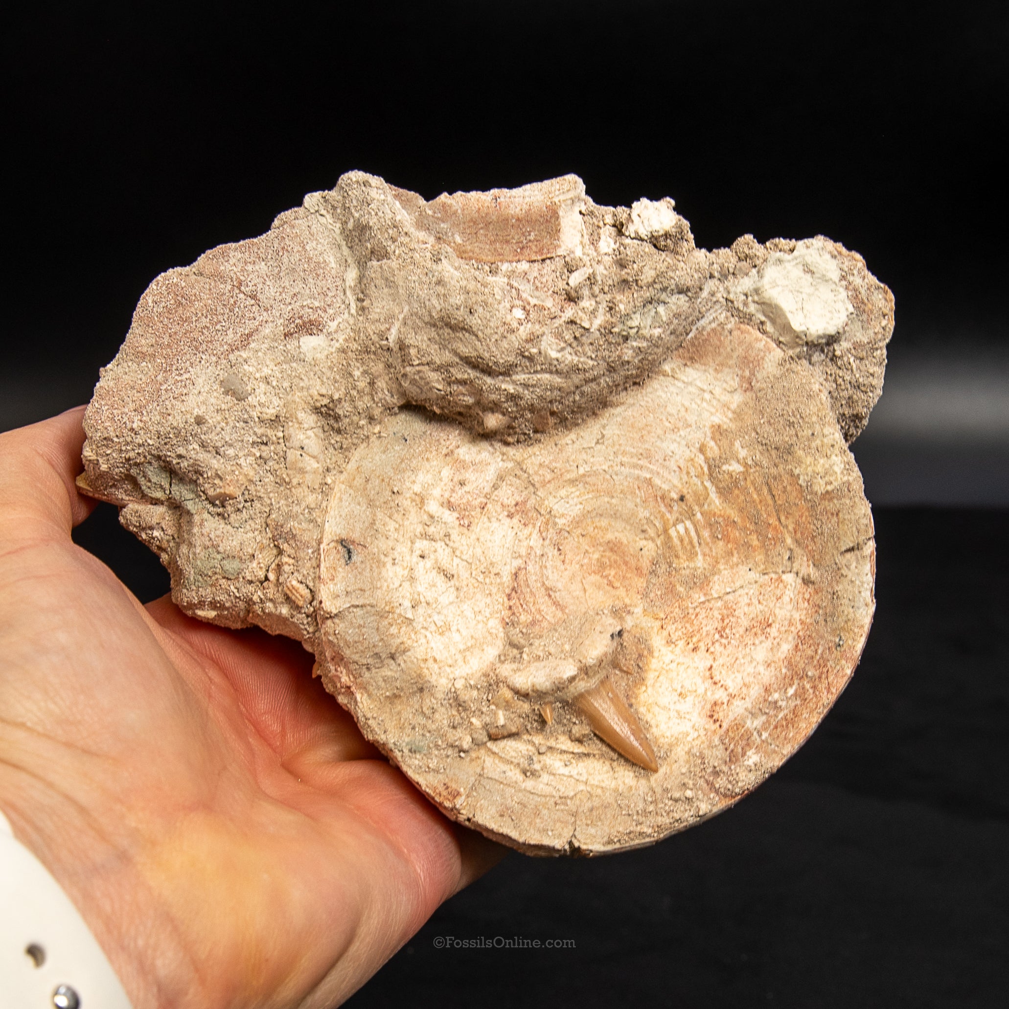 Otodus Vertebra in Original Matrix