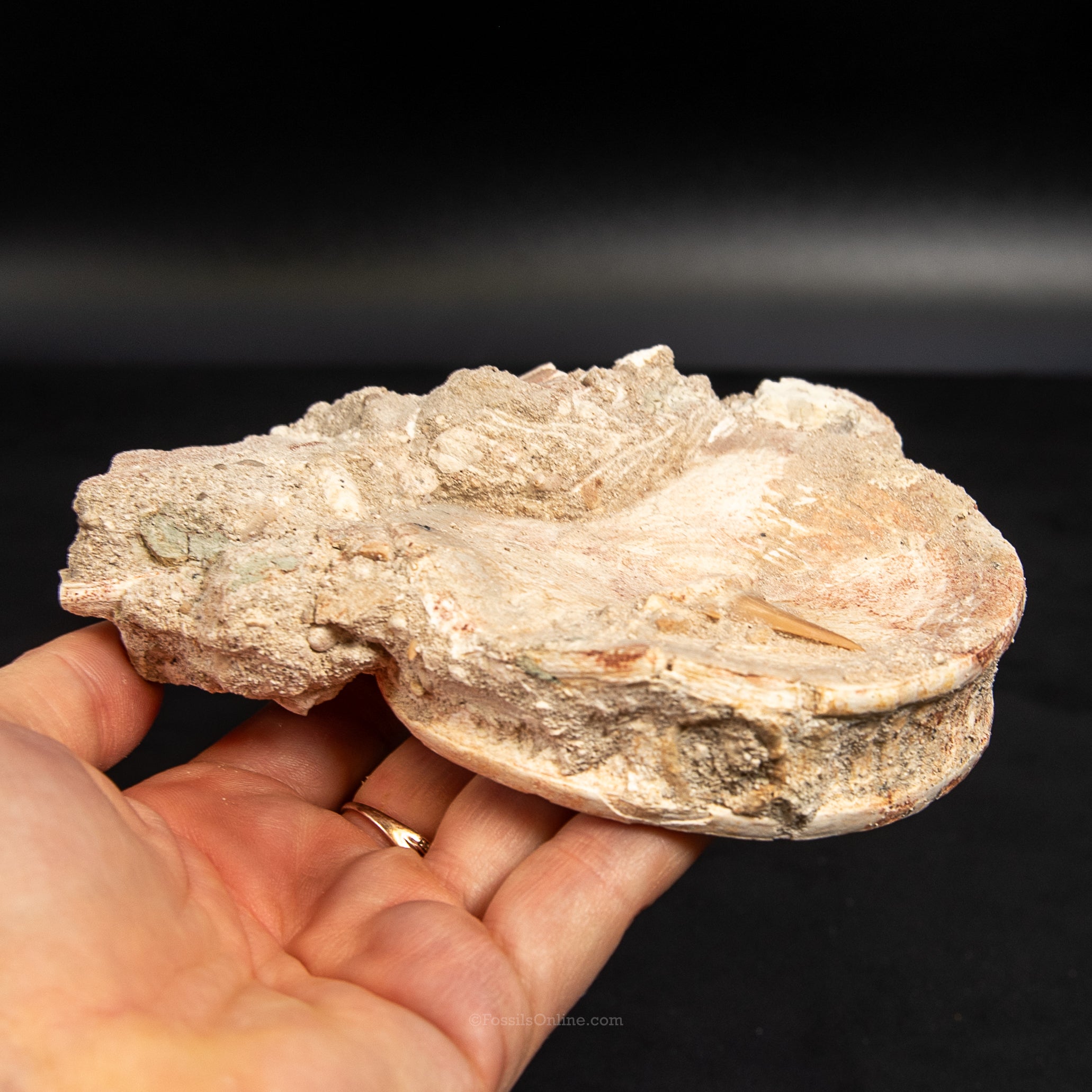 Otodus Vertebra in Original Matrix