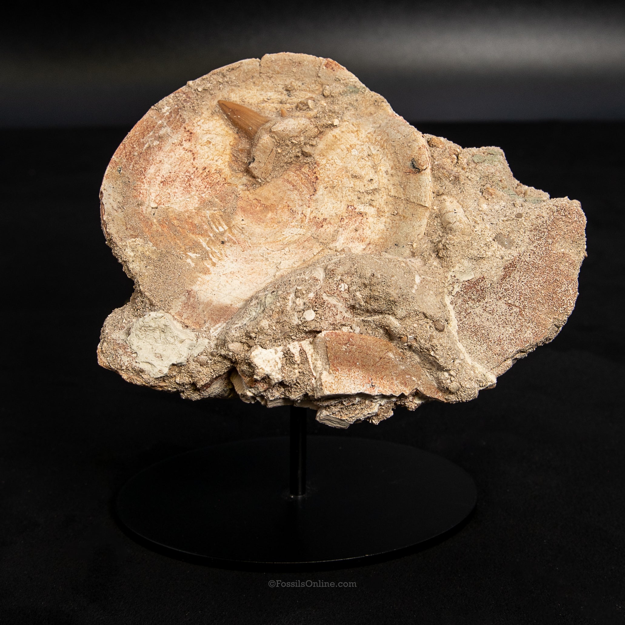 Otodus Vertebra in Original Matrix