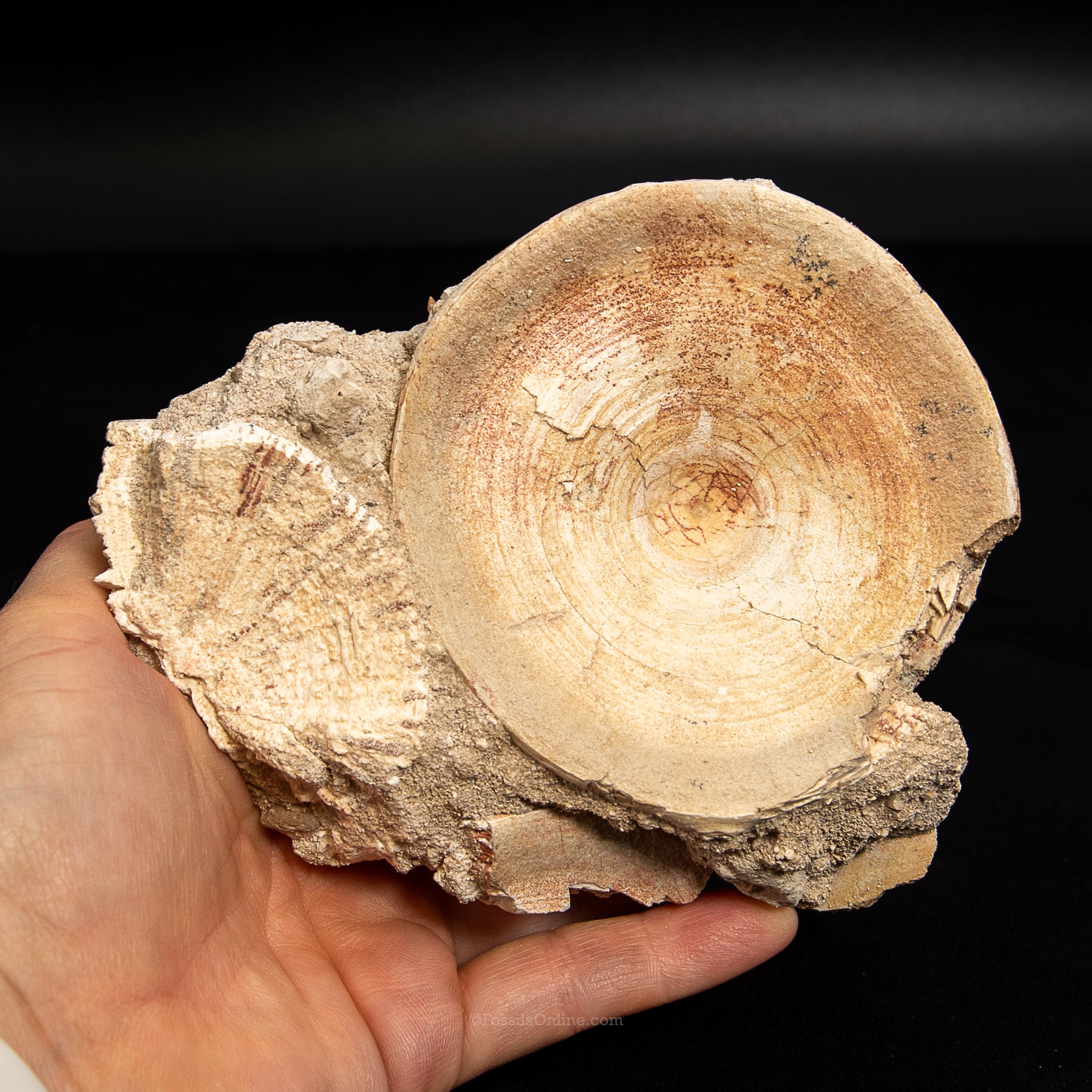 Otodus Vertebra in Original Matrix