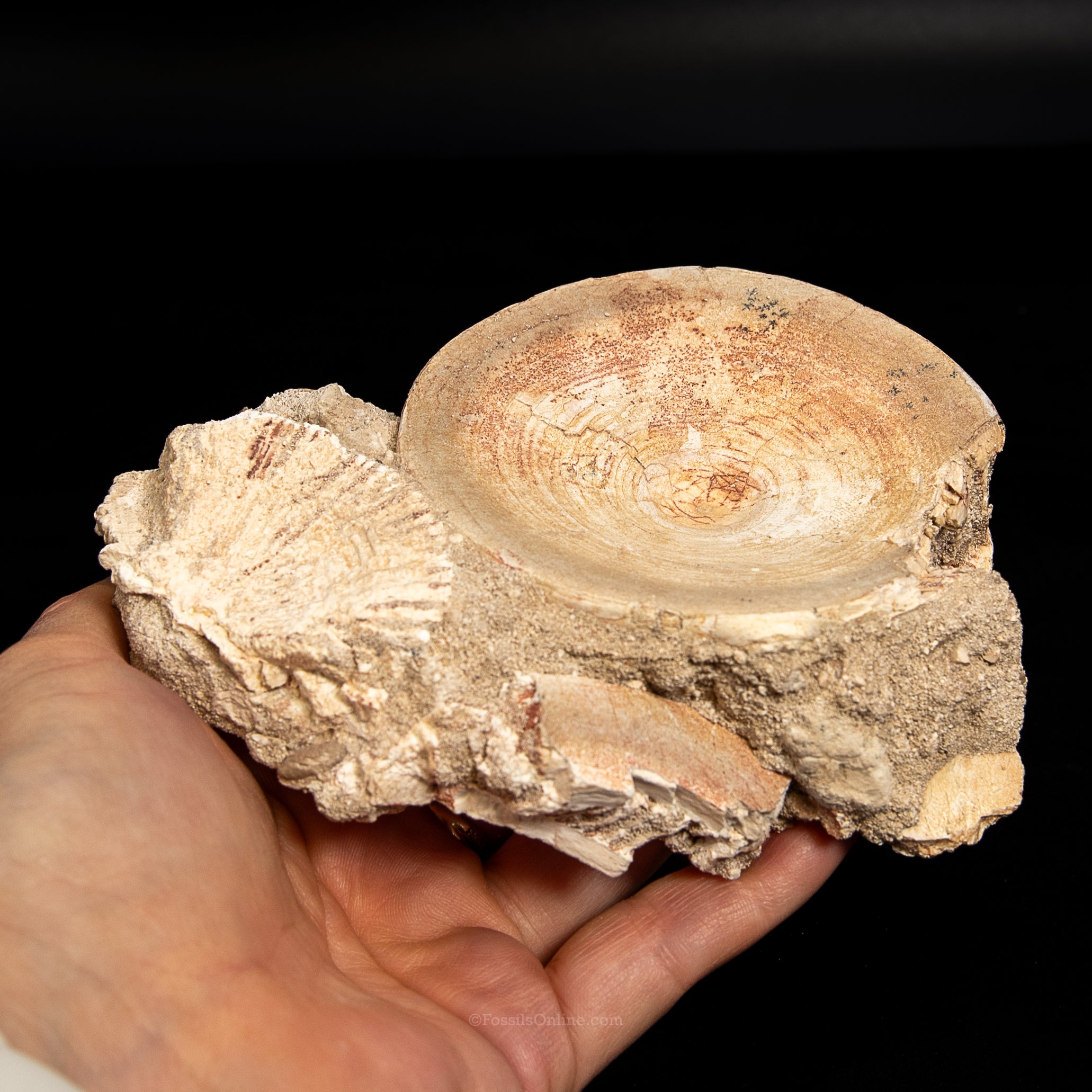 Otodus Vertebra in Original Matrix