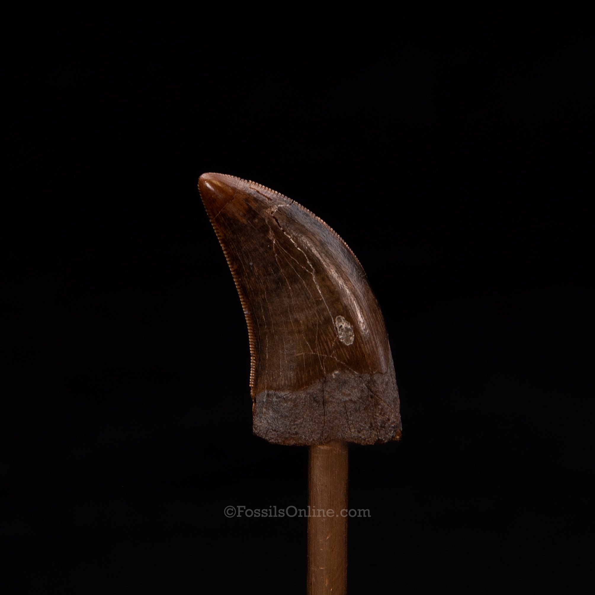Nanotyrannus tooth 1.29"