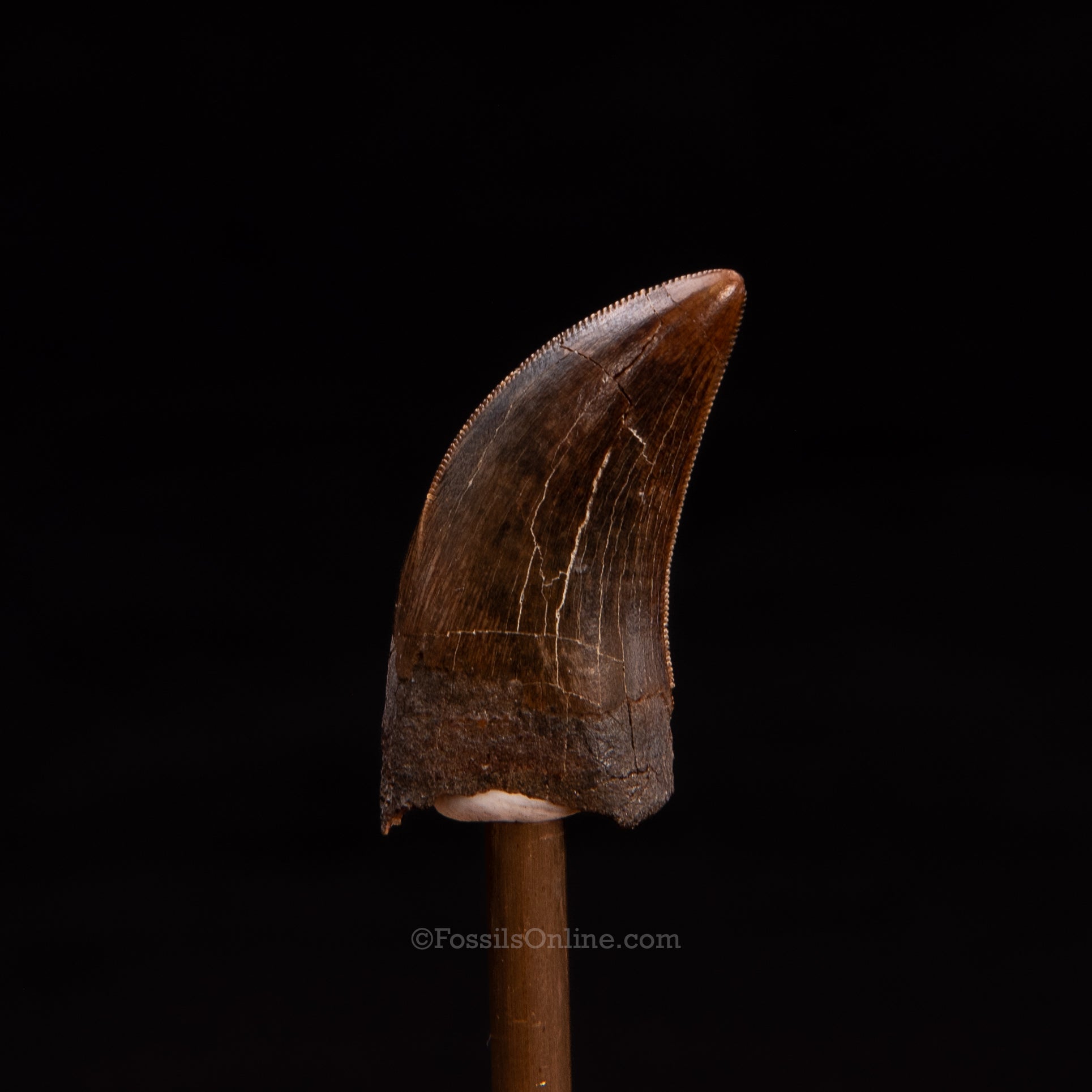 Nanotyrannus tooth 1.29"