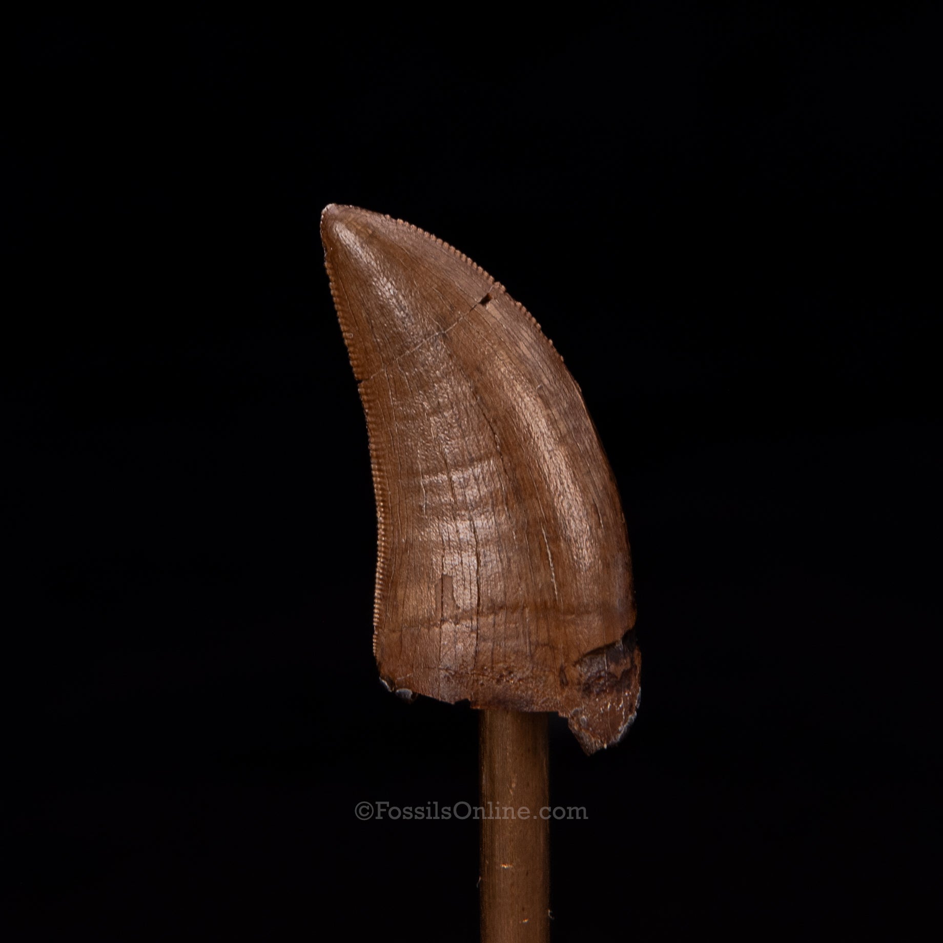 Tyrannosaurid tooth 1.32"
