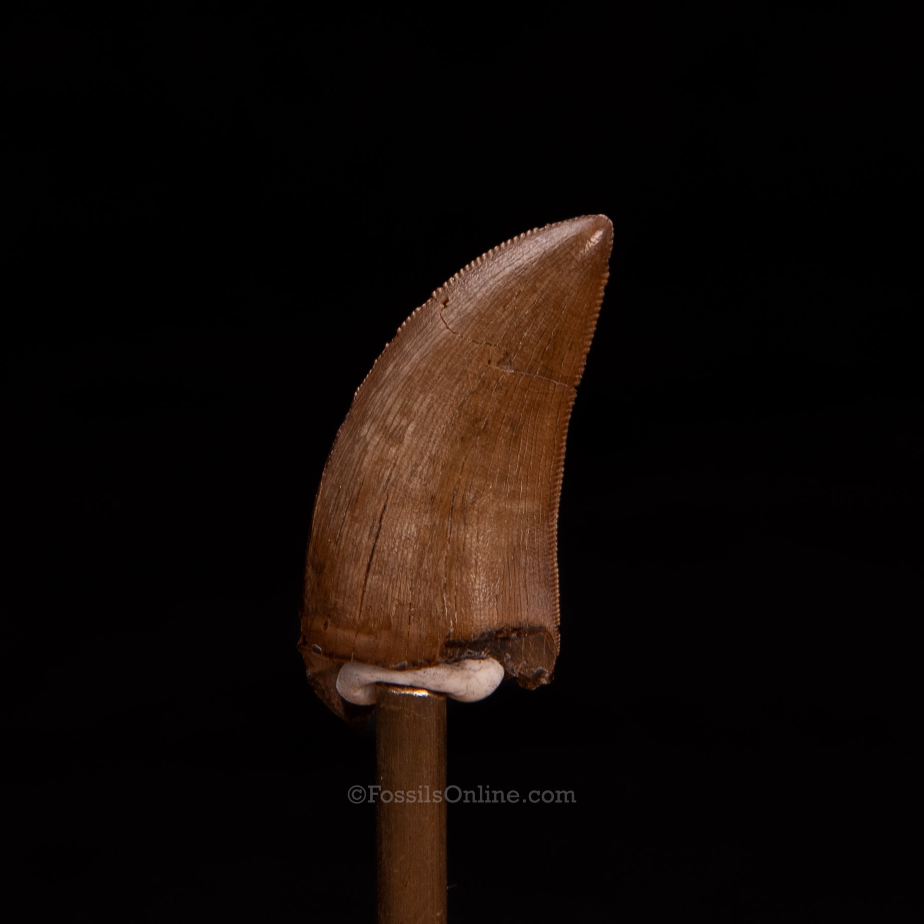 Tyrannosaurid tooth 1.32"