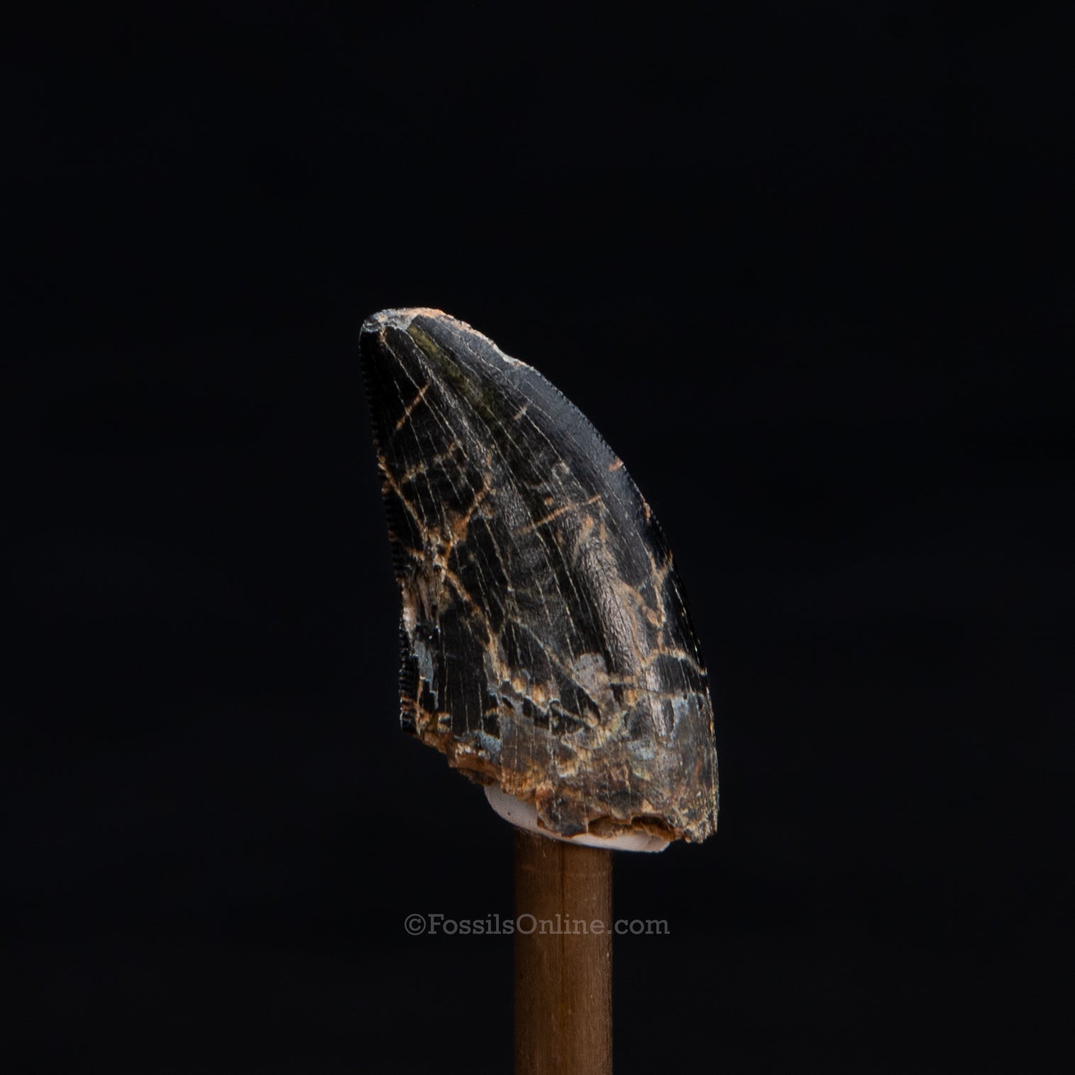 Nanotyrannus Tooth .97"