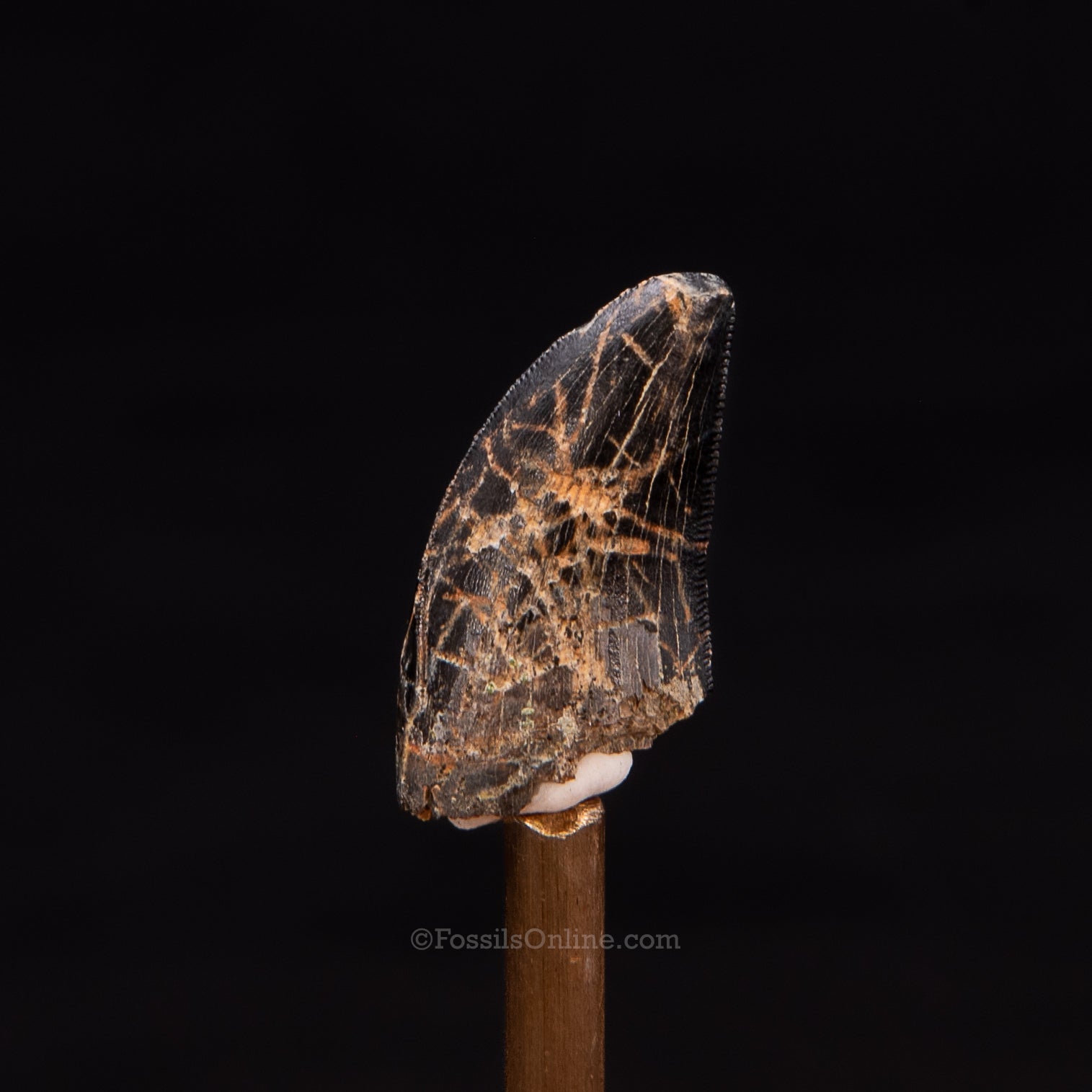 Nanotyrannus Tooth .97"