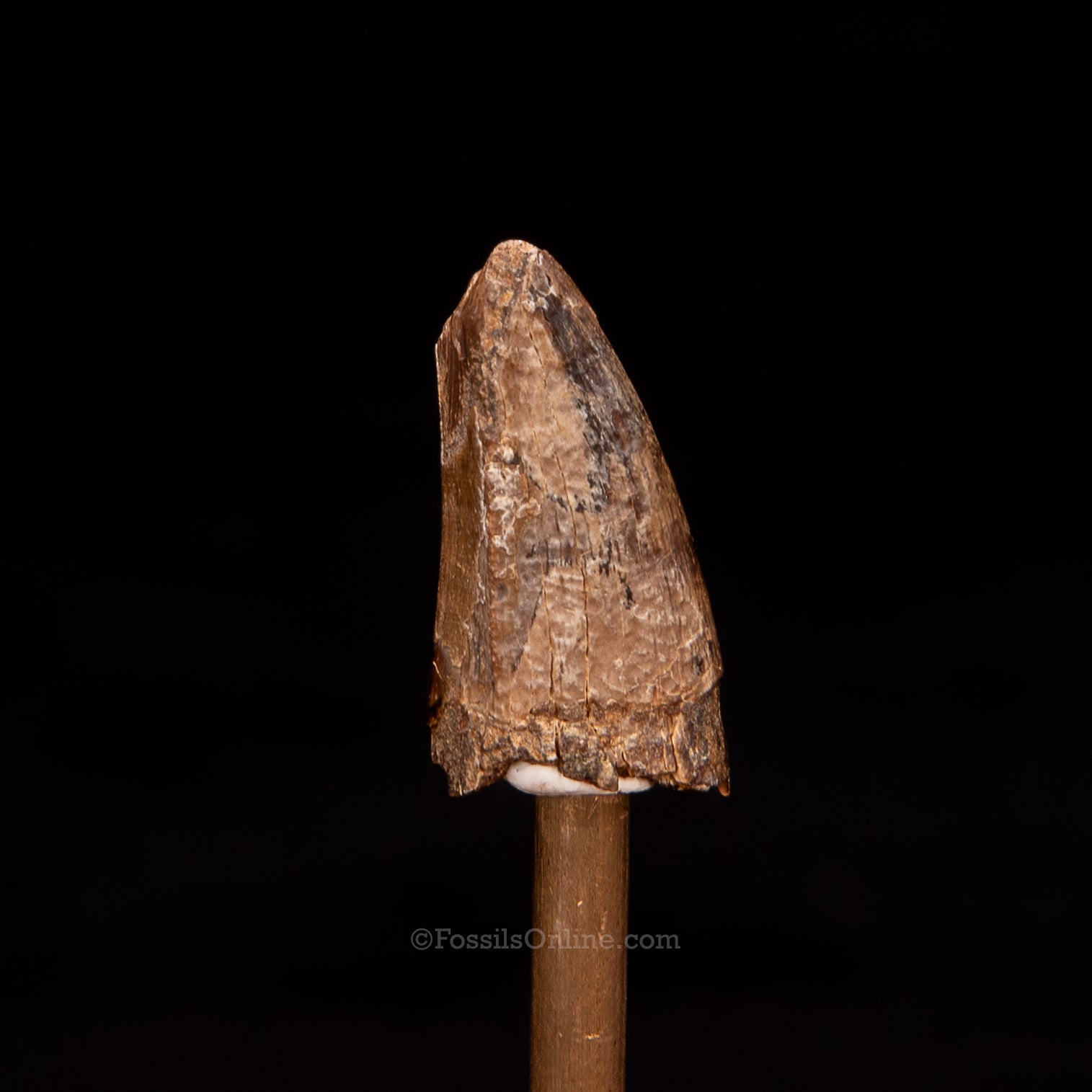 Tyrannosaurus rex Tooth Premax .99"