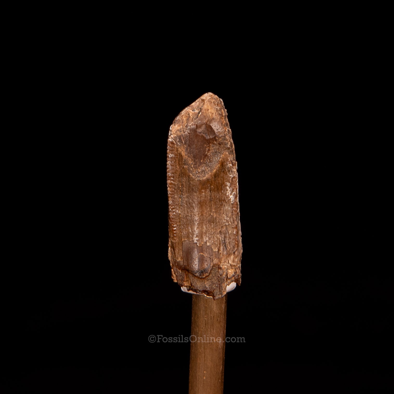 Tyrannosaurus rex Tooth Premax .99"