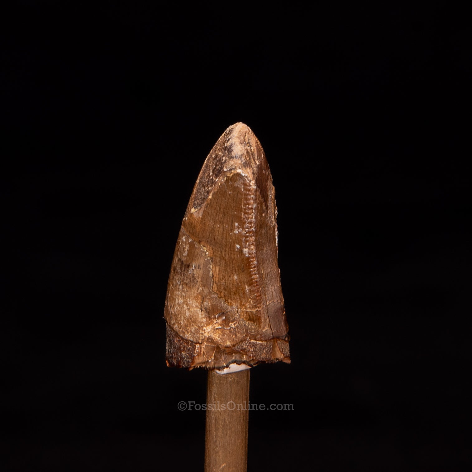 Tyrannosaurus rex Tooth Premax .99"
