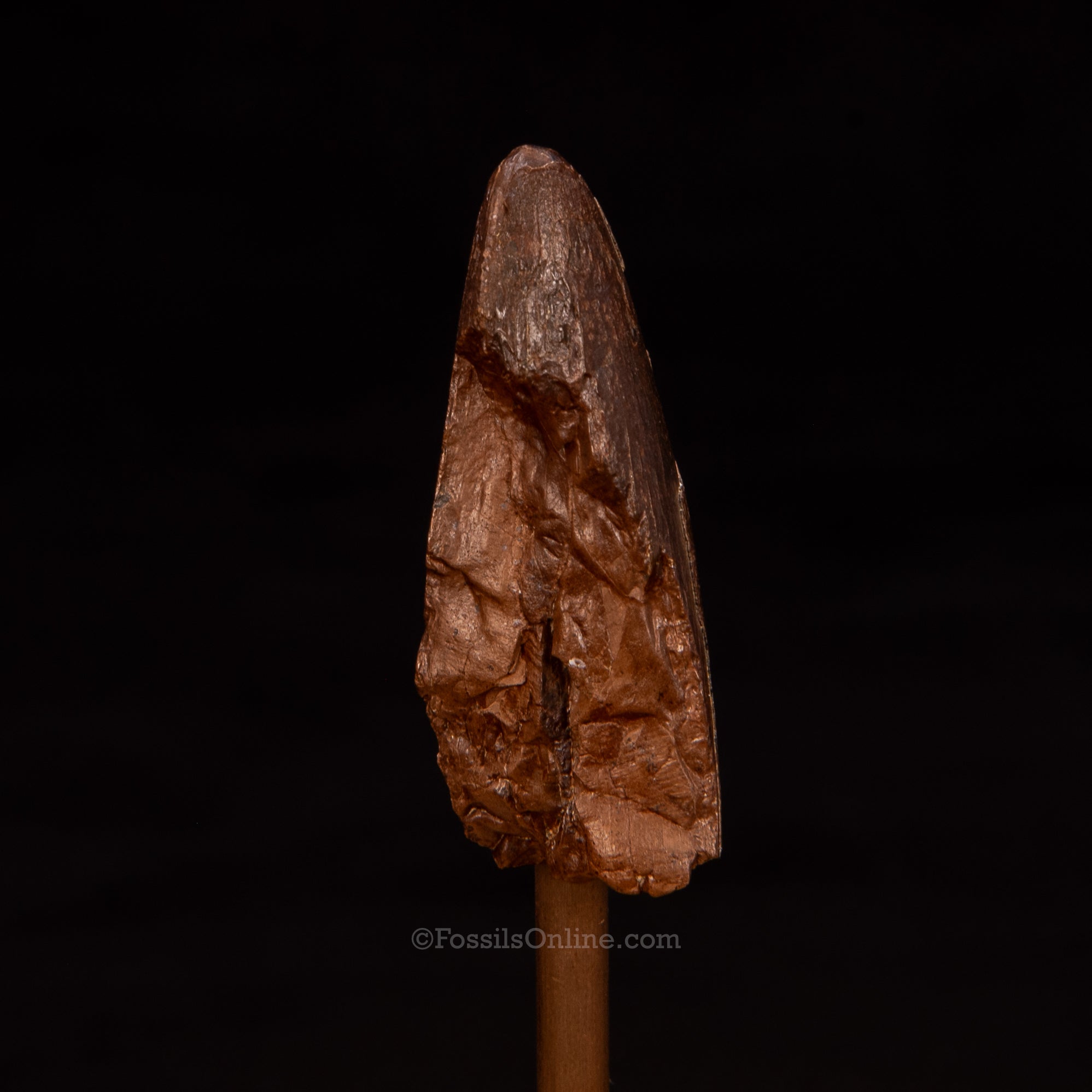 Tyrannosaurus rex Tooth 1.59"