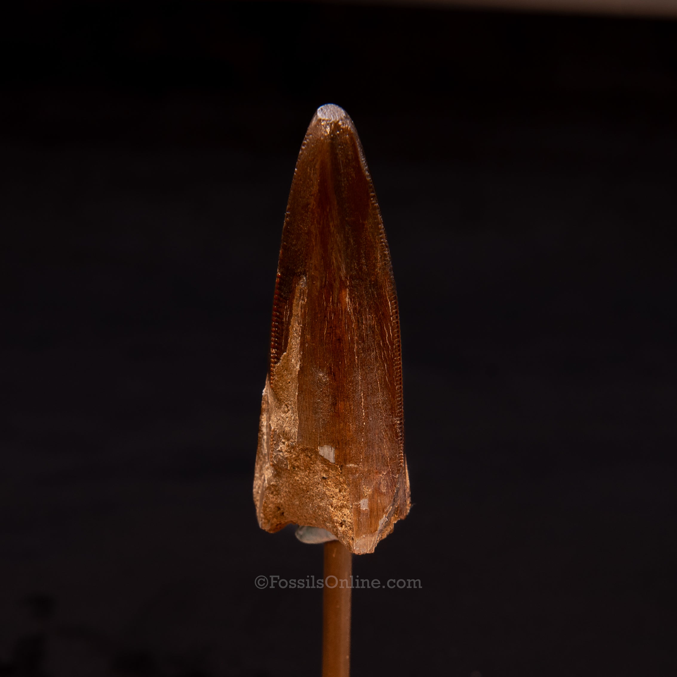Tyrannosaurus rex Premax Tooth 2.62"