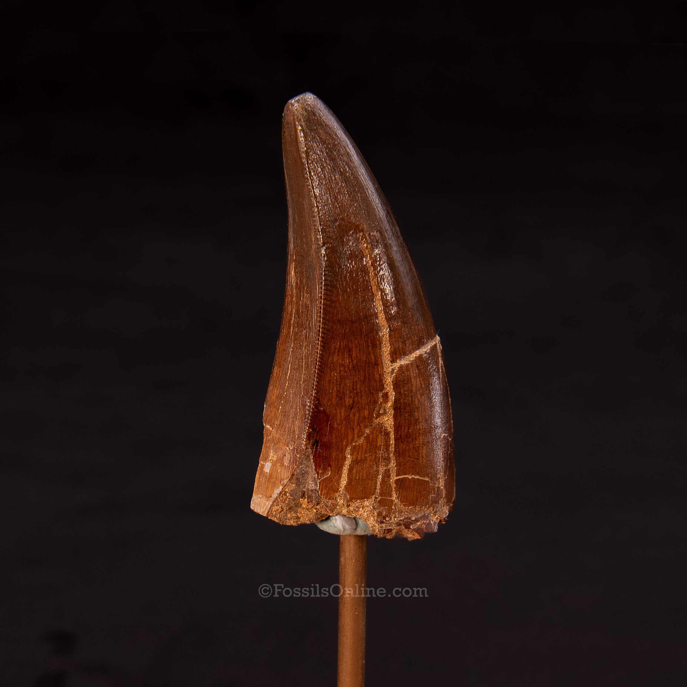 Tyrannosaurus rex Premax Tooth 2.62"