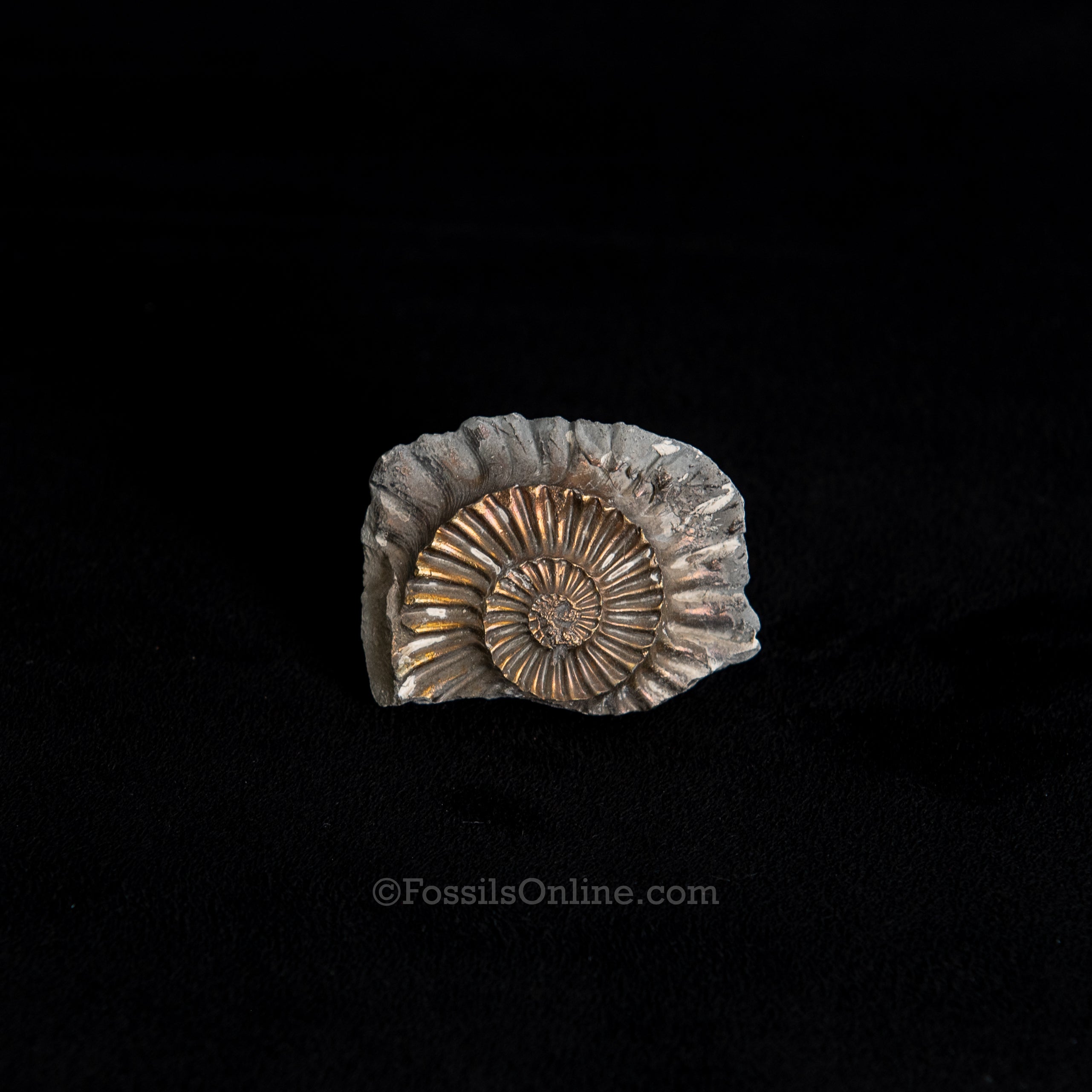 Fossil Pyritized Ammonite Negative Pleuroceras Jurassic Germany
