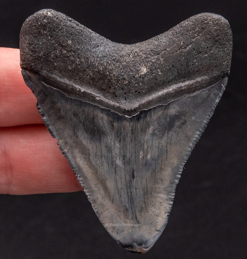 Polished Venice Megalodon Shark Tooth