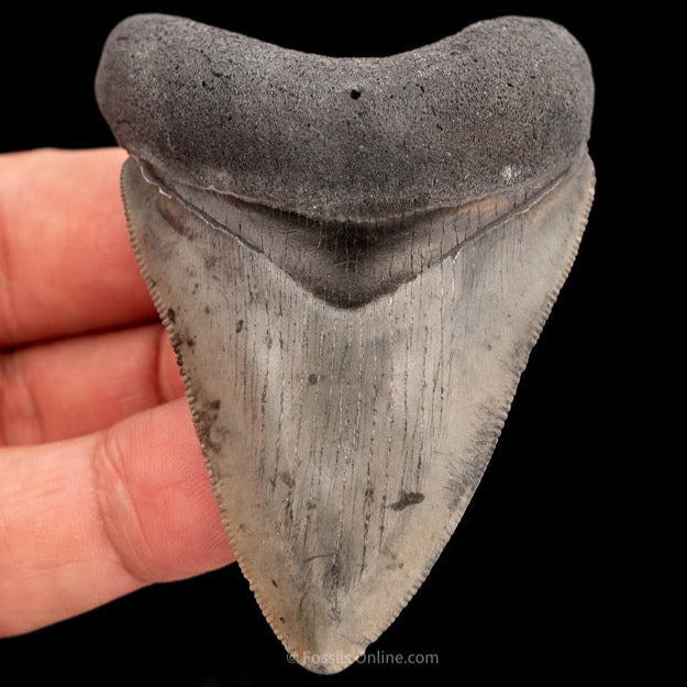 Venice Megalodon Shark Tooth