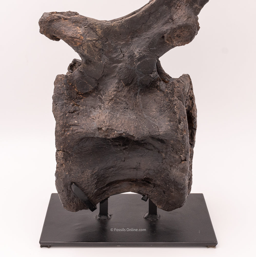 Diplodocus Dinosaur Vertebra closeup