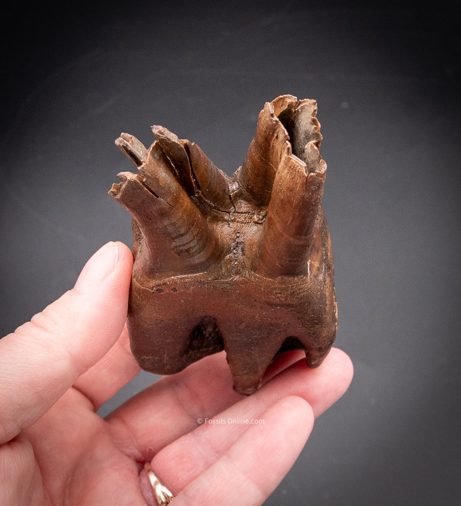 Great Woolly Rhino Tooth w/ Roots