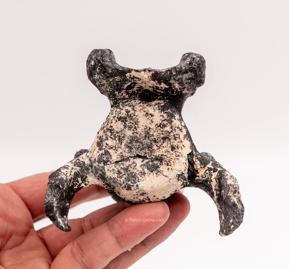 Ultra Rare Fossil Glyptodont Vertebra