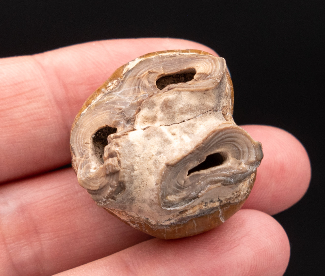 Fossil Dugong Tooth Gainesville Creek