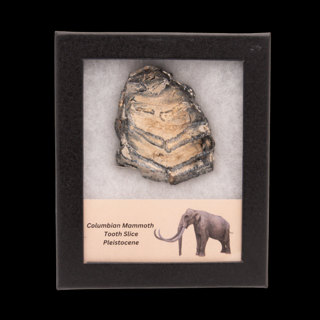 Columbian Mammoth Tooth Slice