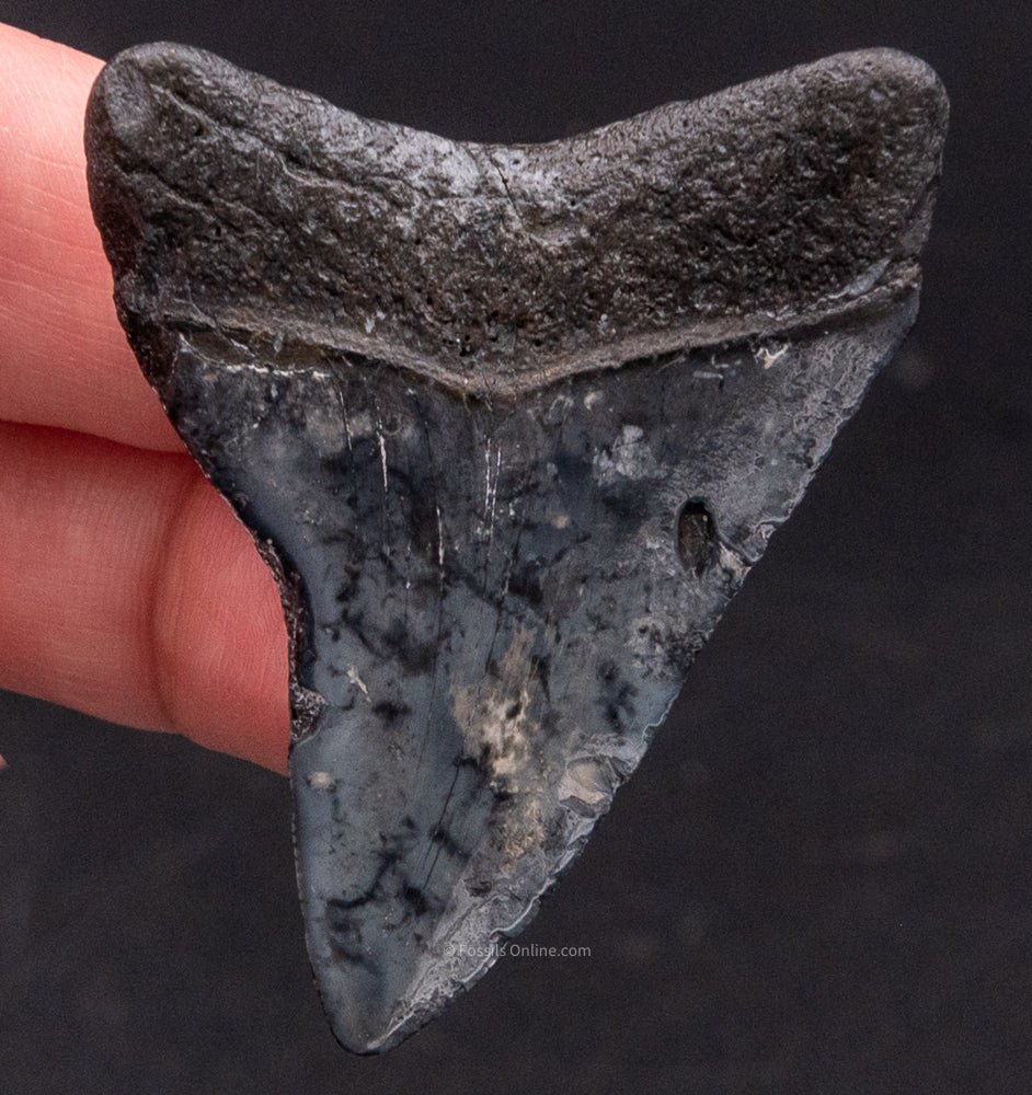 Polished Venice Megalodon Shark Tooth