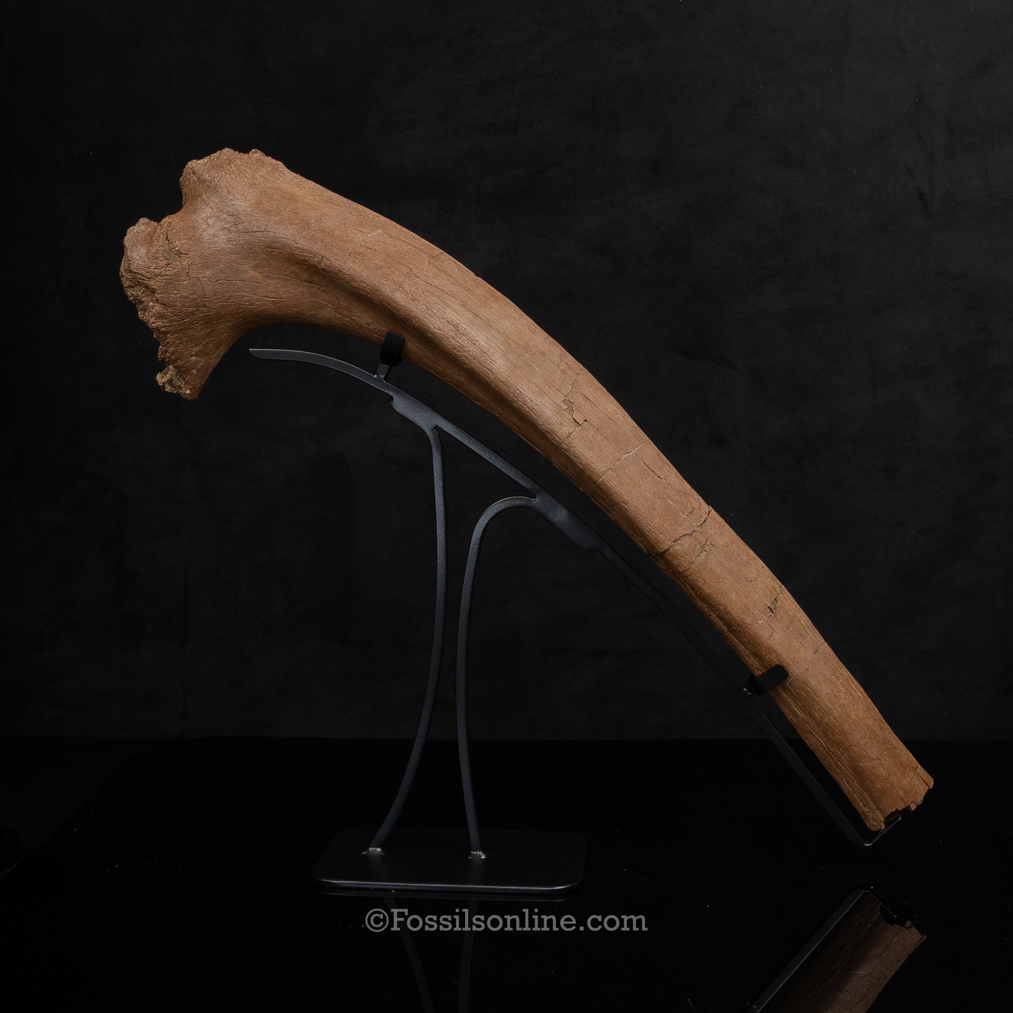 Triceratops Rib on Display Stand