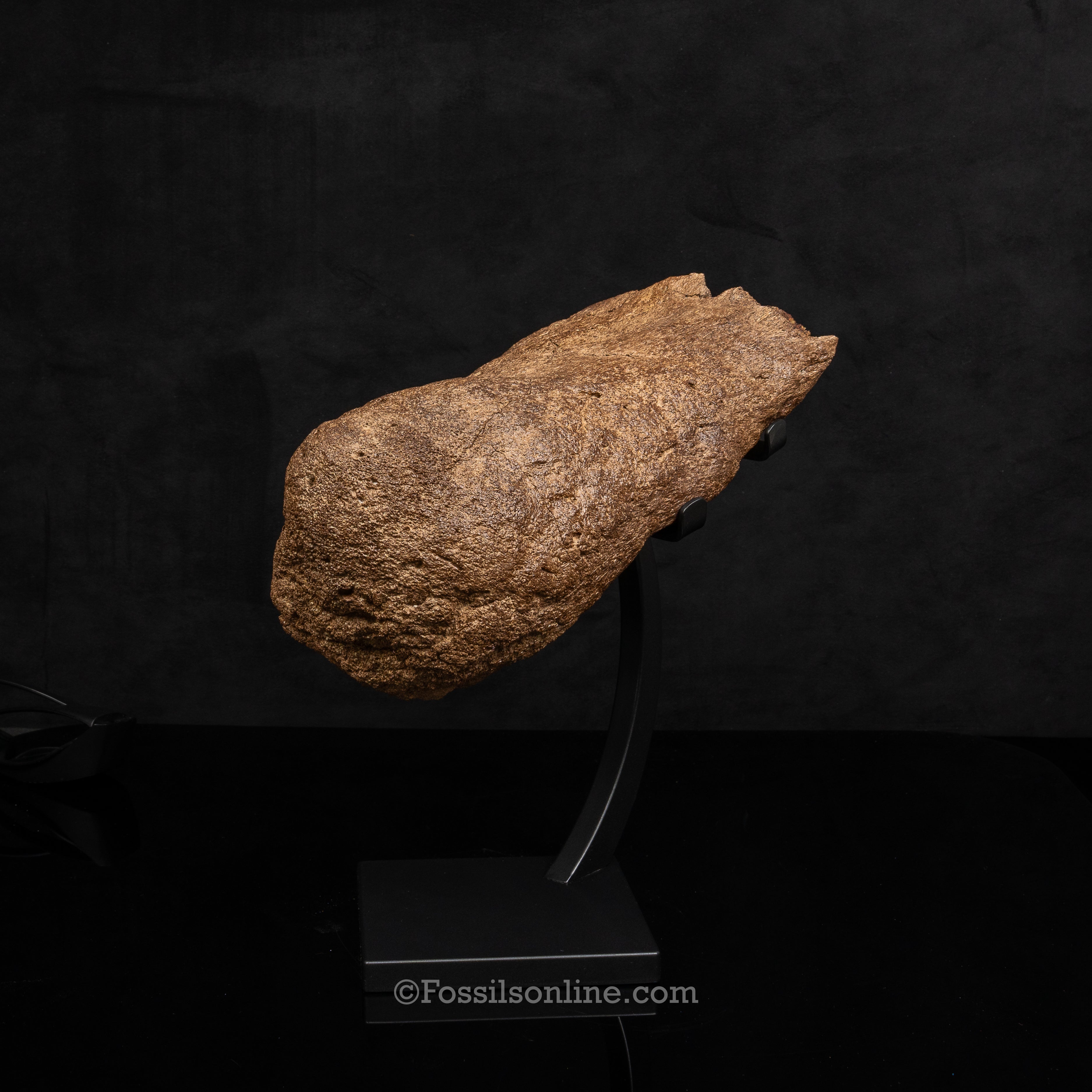 Triceratops Nose Horn on Display Stand
