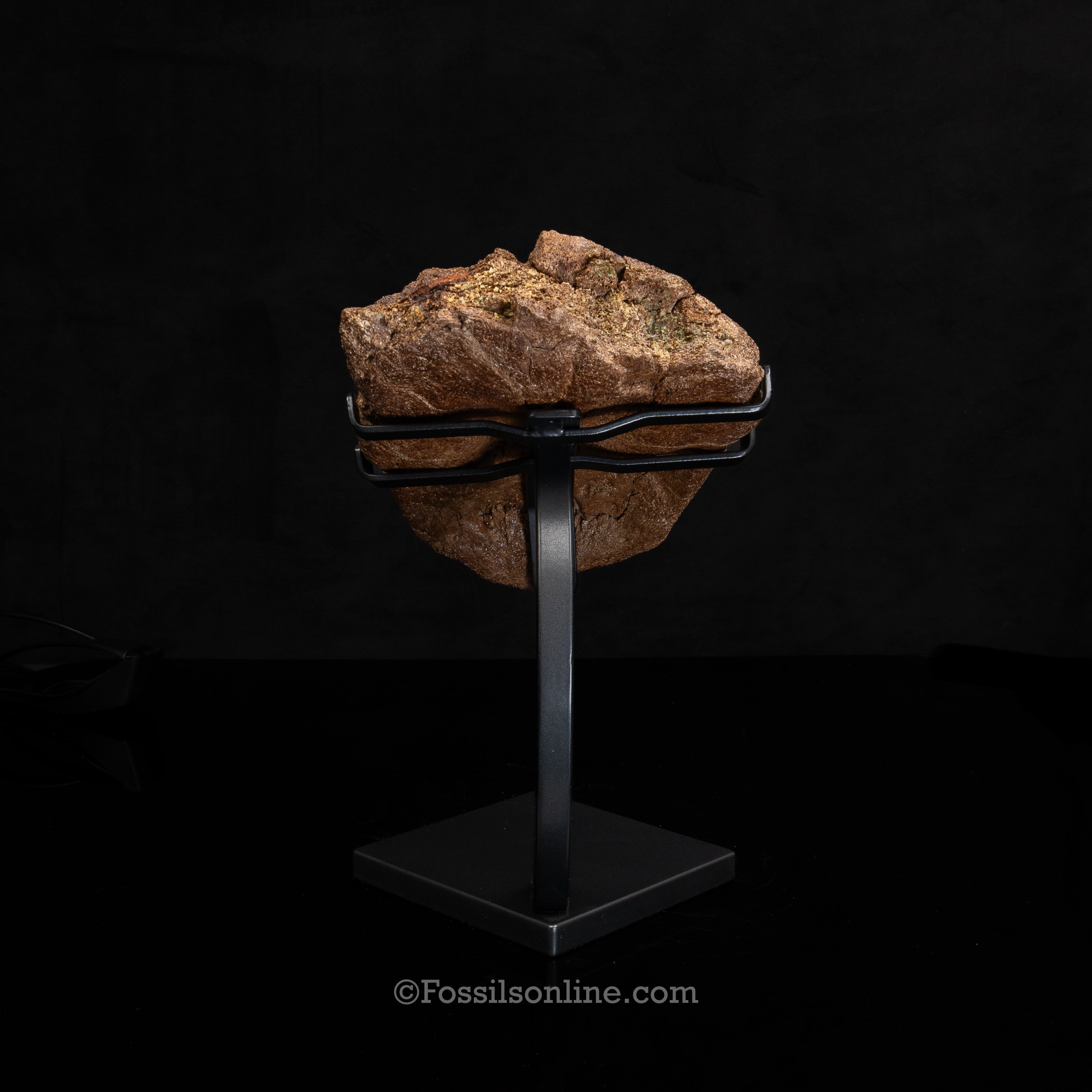 Triceratops Nose Horn on Display Stand