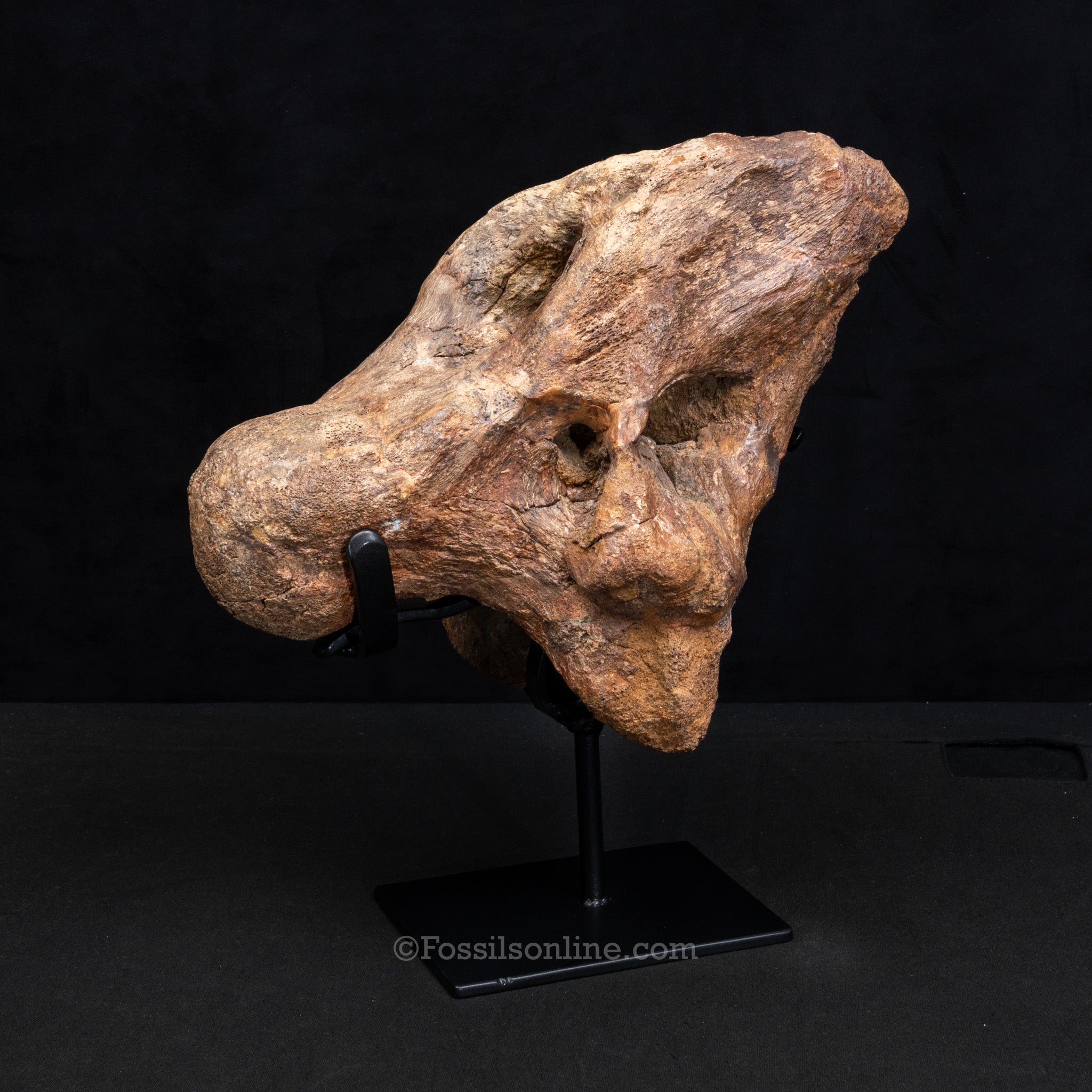 Triceratops Occipital Braincase
