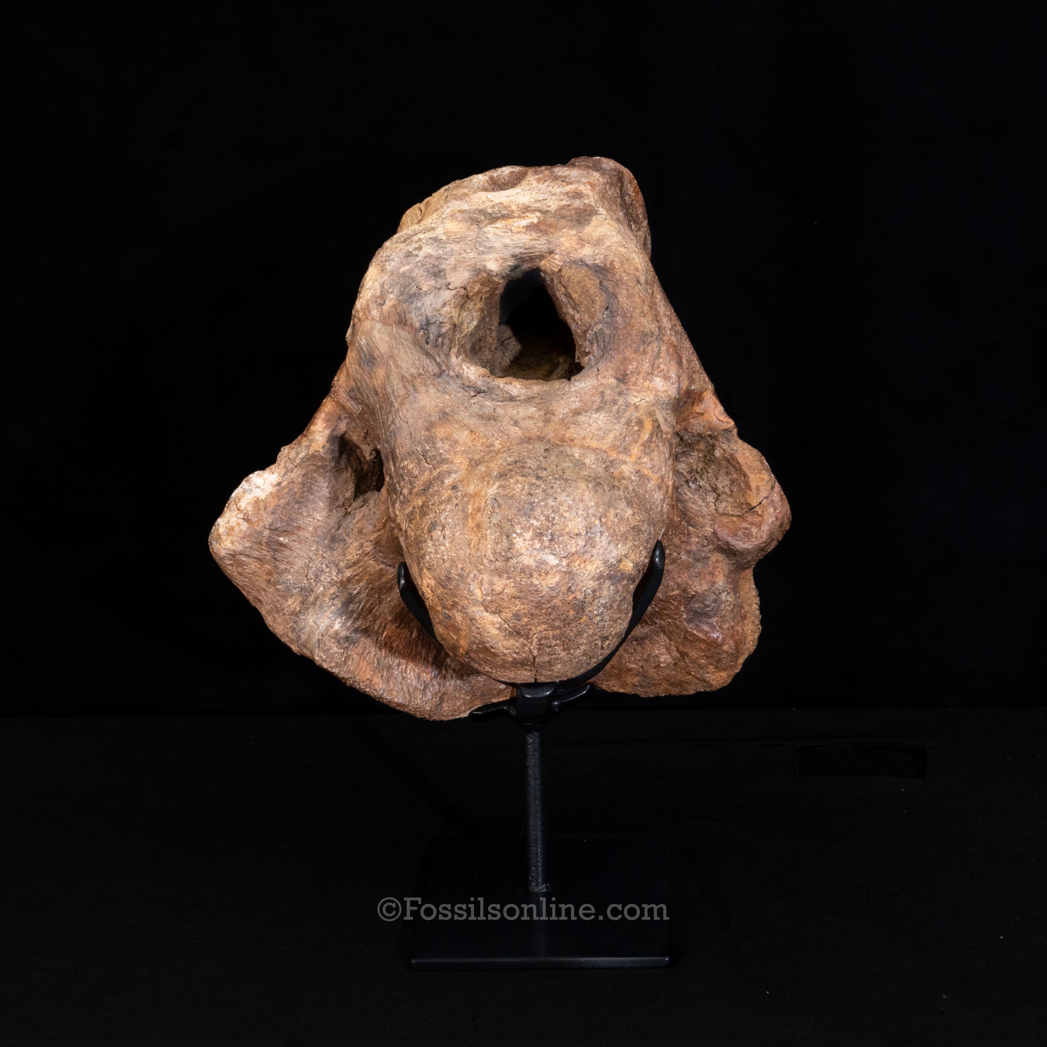 Triceratops Occipital Braincase