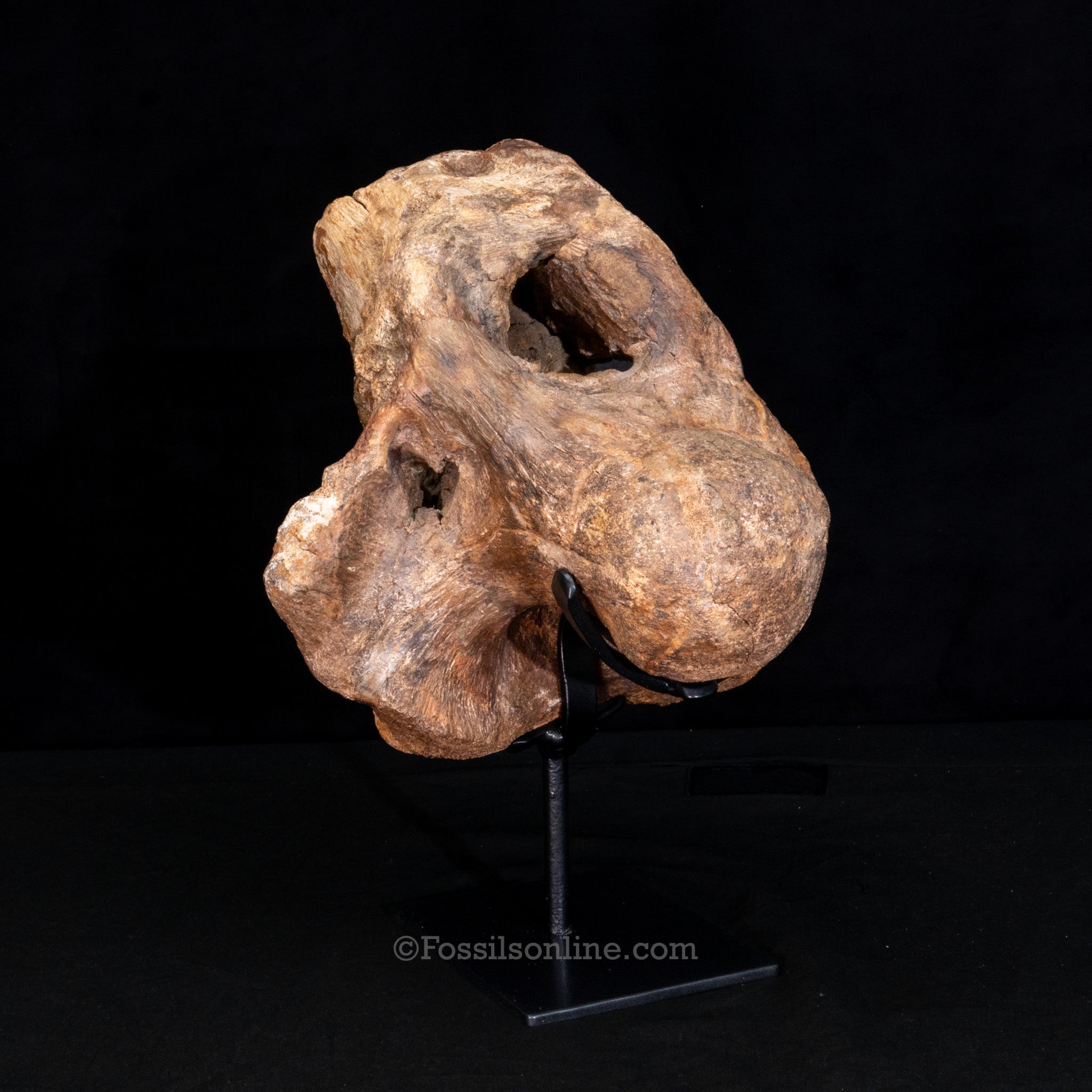 Triceratops Occipital Braincase