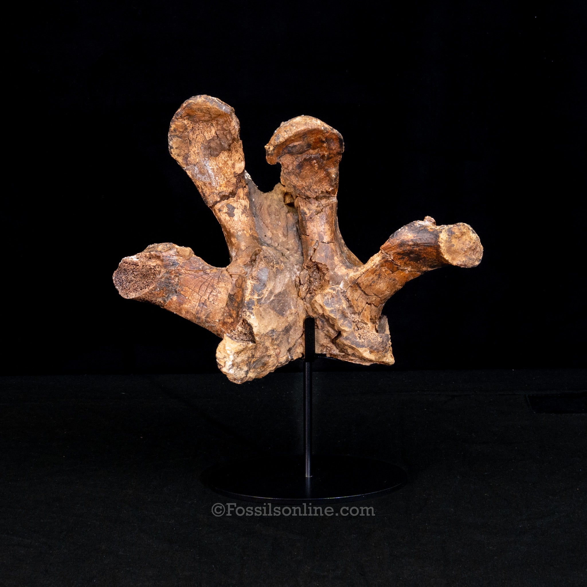 Edmontosaurus Cervical Vertebra Process