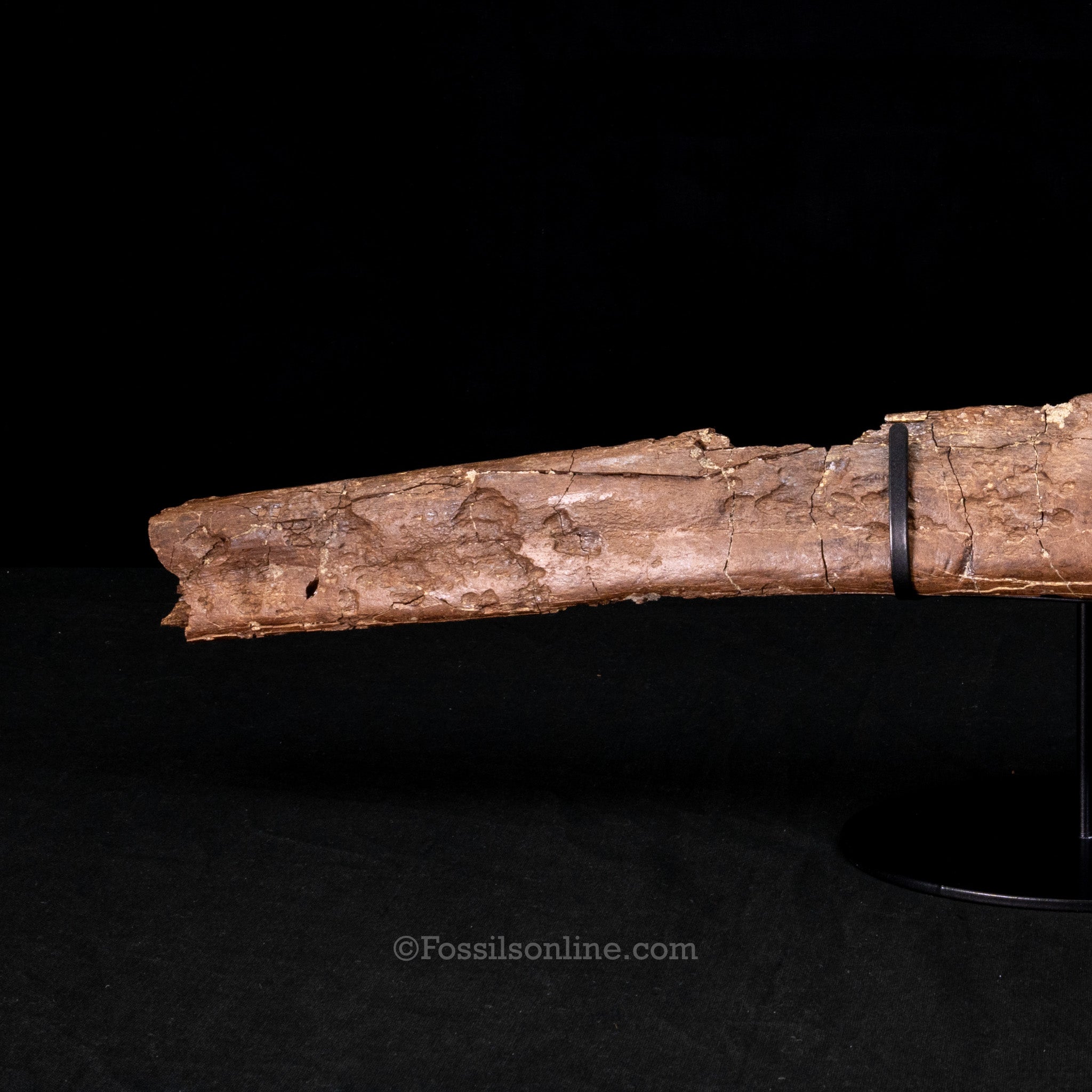 Large Dinosaur Rib on Display Stand