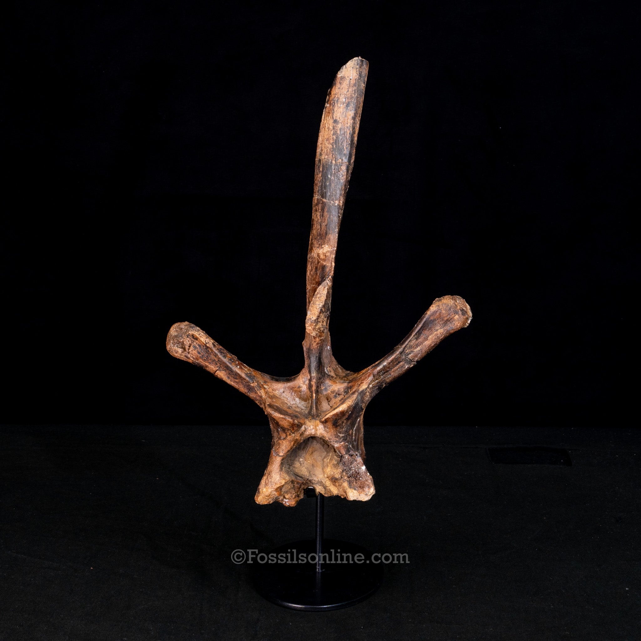 Edmontosaurus Vertebra