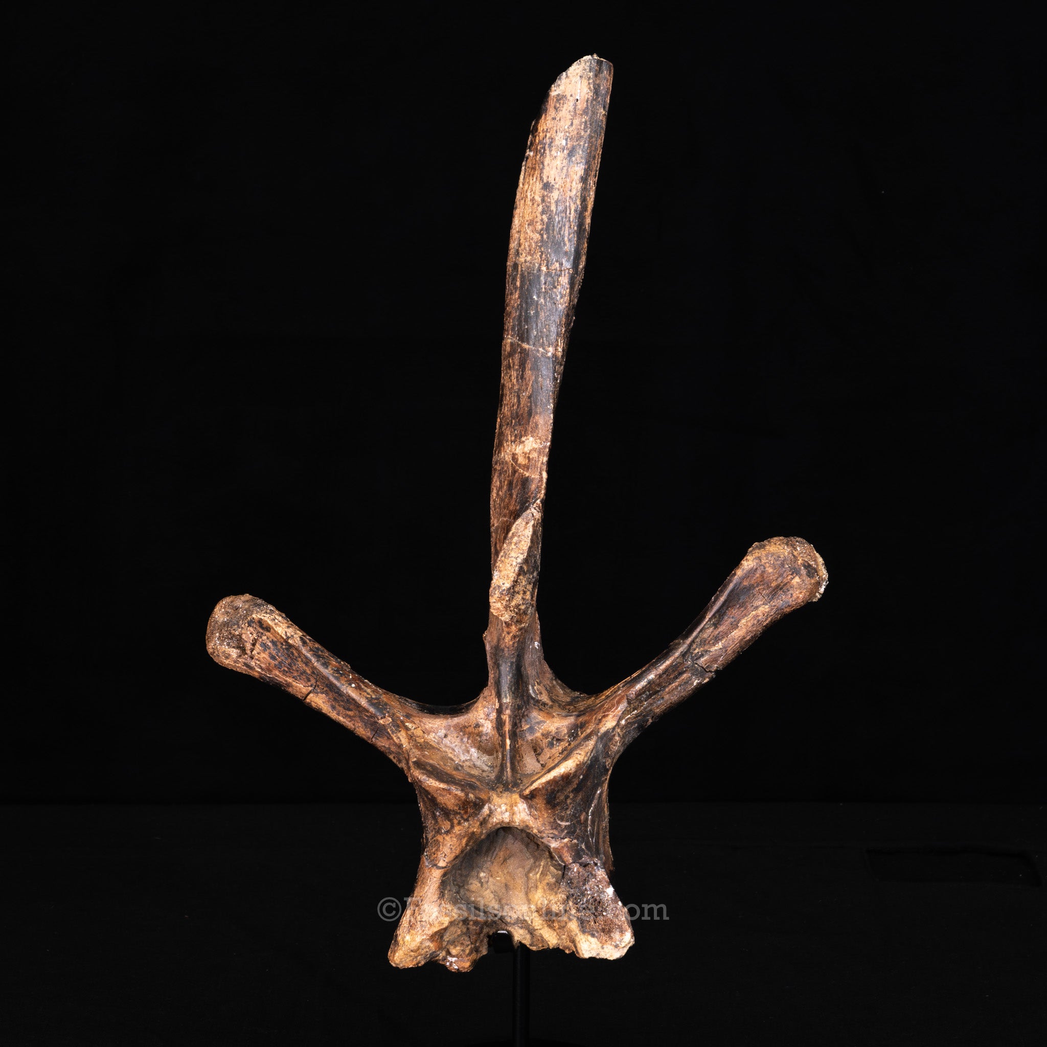 Edmontosaurus Vertebra