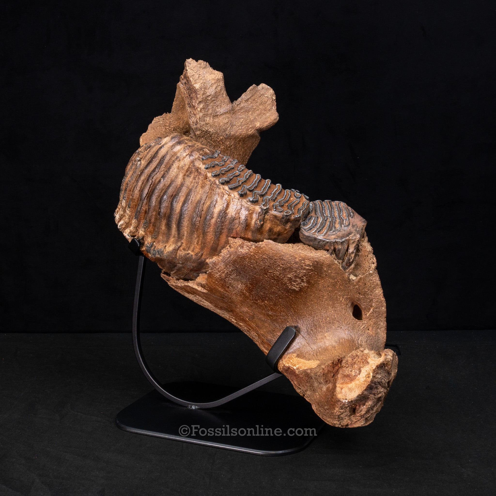 Woolly Mammoth Jaw with teeth