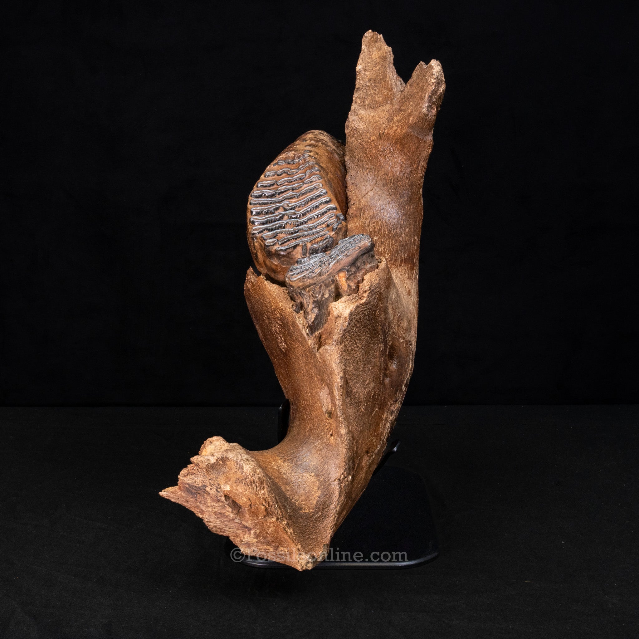 Woolly Mammoth Jaw with teeth