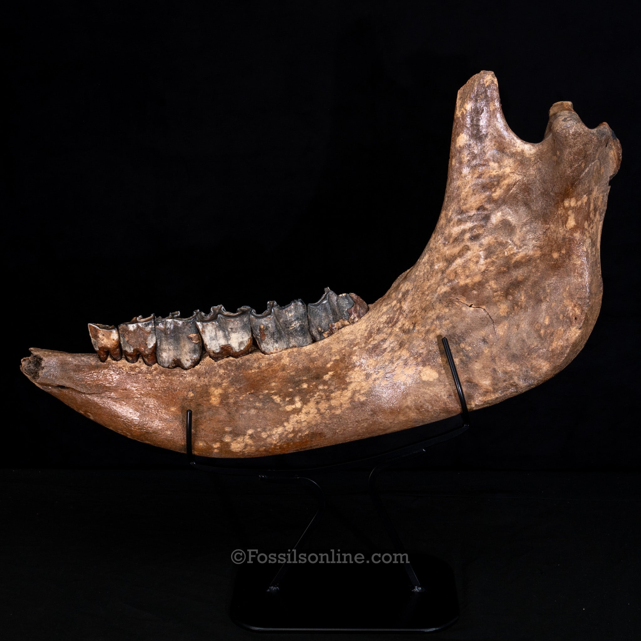 Pristine Woolly Rhino Jaw