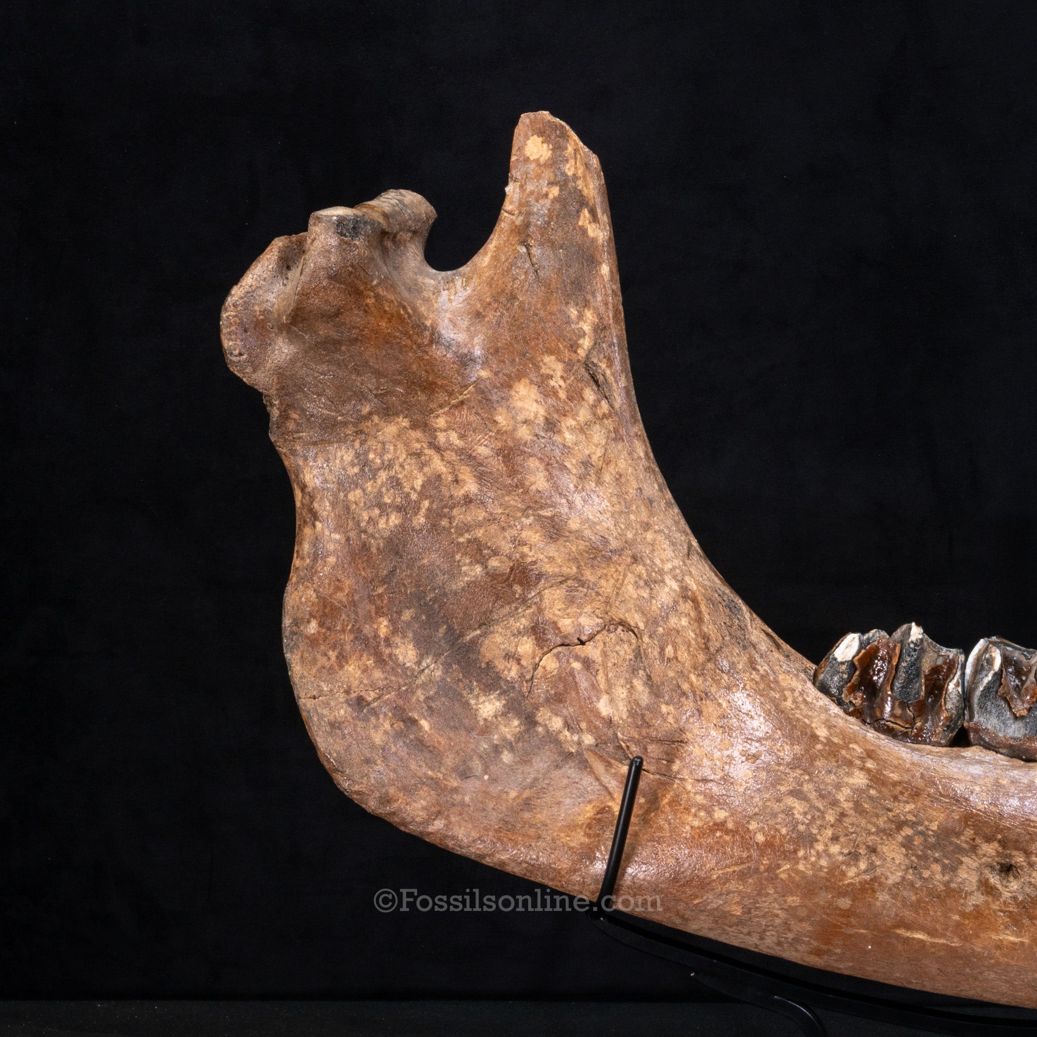 Pristine Woolly Rhino Jaw