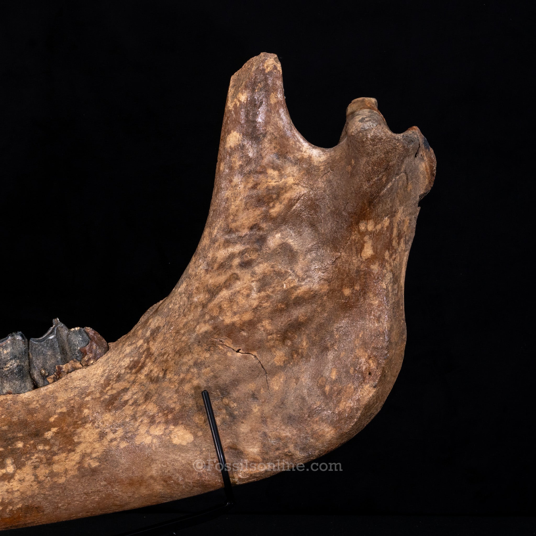 Pristine Woolly Rhino Jaw