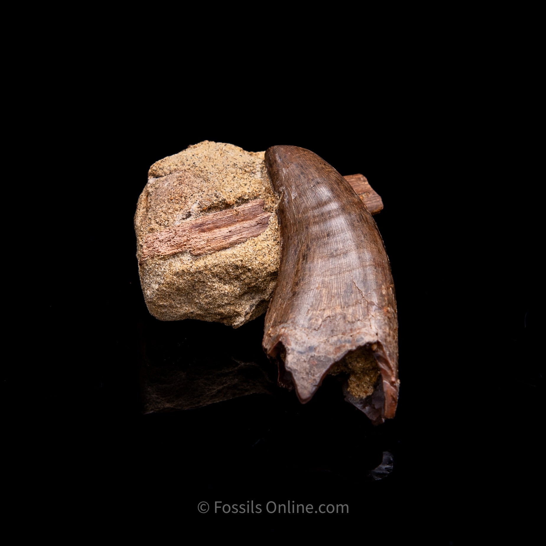 Genuine Serrated Tyrannosaur Tooth in Matrix 2.41"