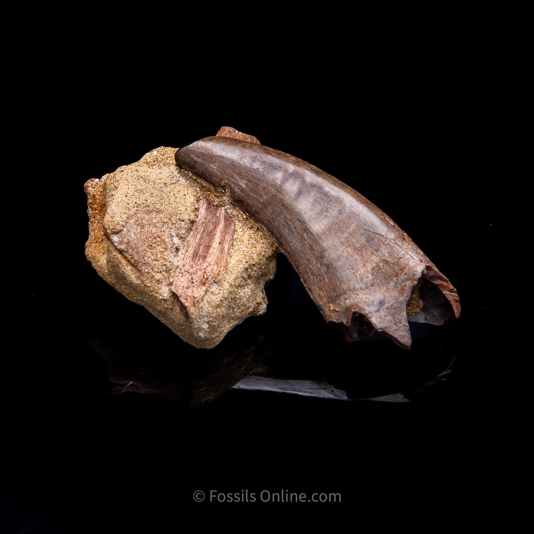 Genuine Serrated Tyrannosaur Tooth in Matrix 2.41"