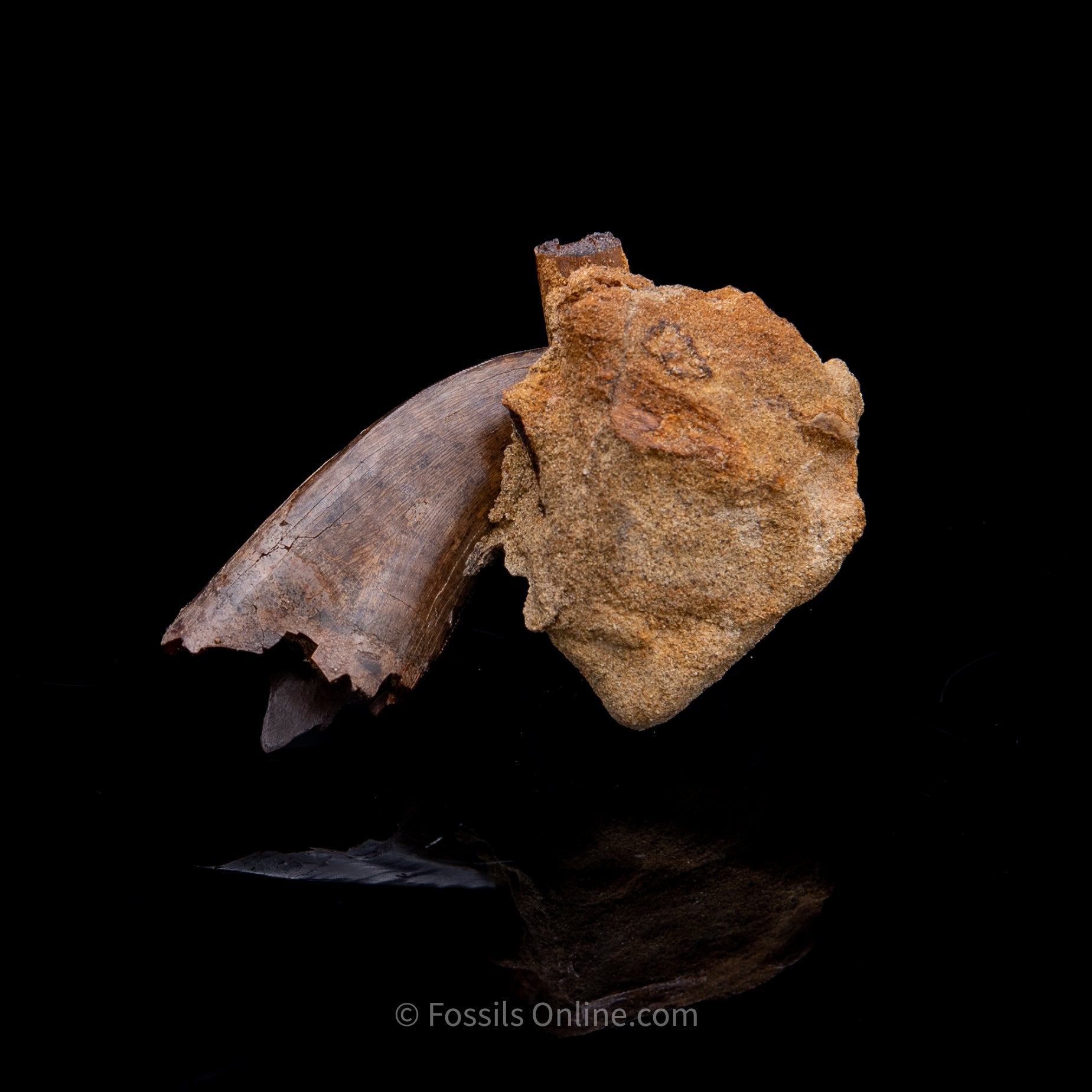 Genuine Serrated Tyrannosaur Tooth in Matrix 2.41"