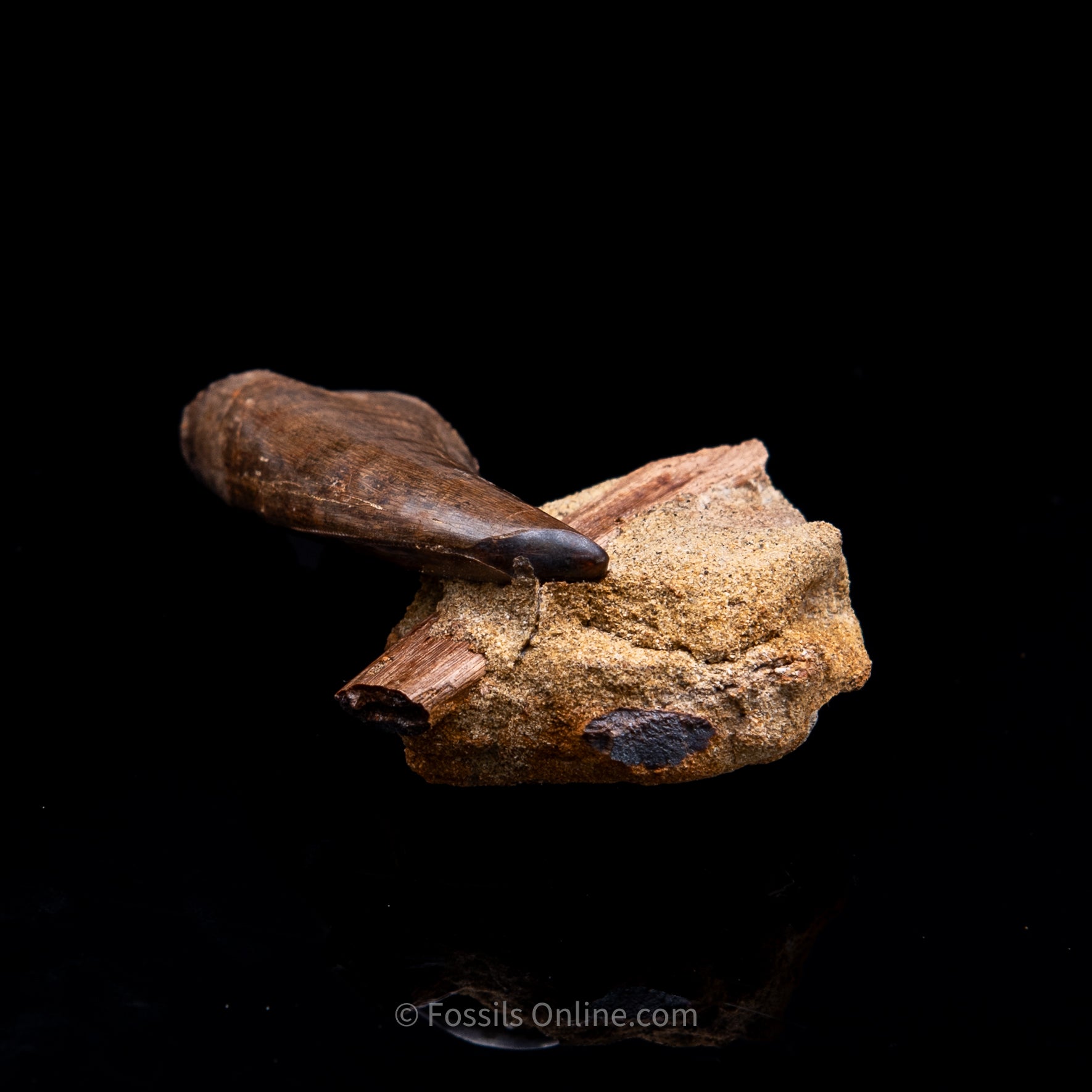 Genuine Serrated Tyrannosaur Tooth in Matrix 2.41"