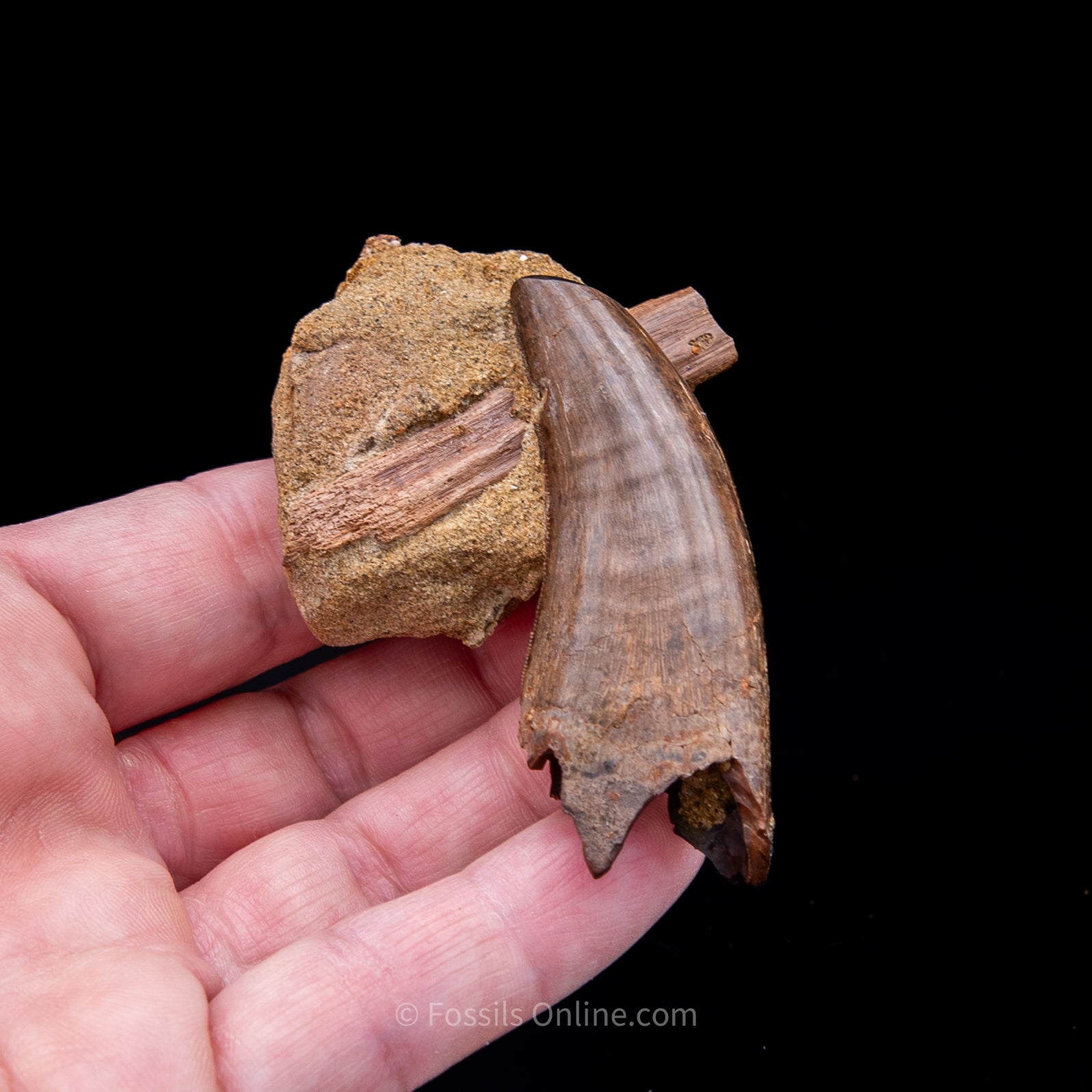 Genuine Serrated Tyrannosaur Tooth in Matrix 2.41"